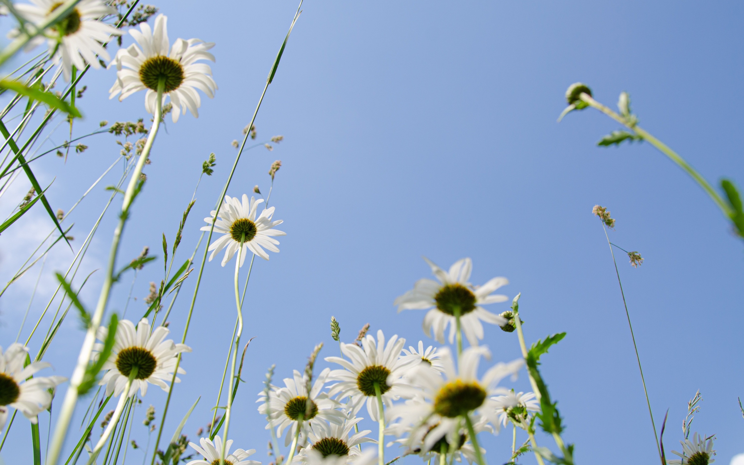 Красивые белые ромашки в траве 