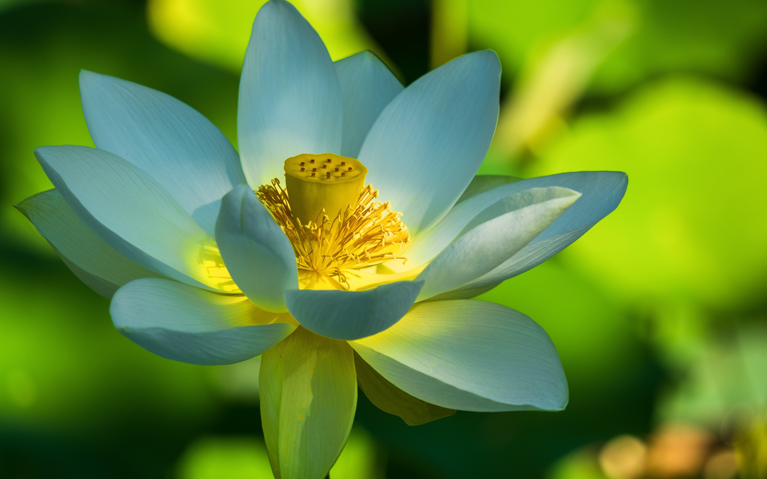 Красивый белый цветок лотоса крупным планом