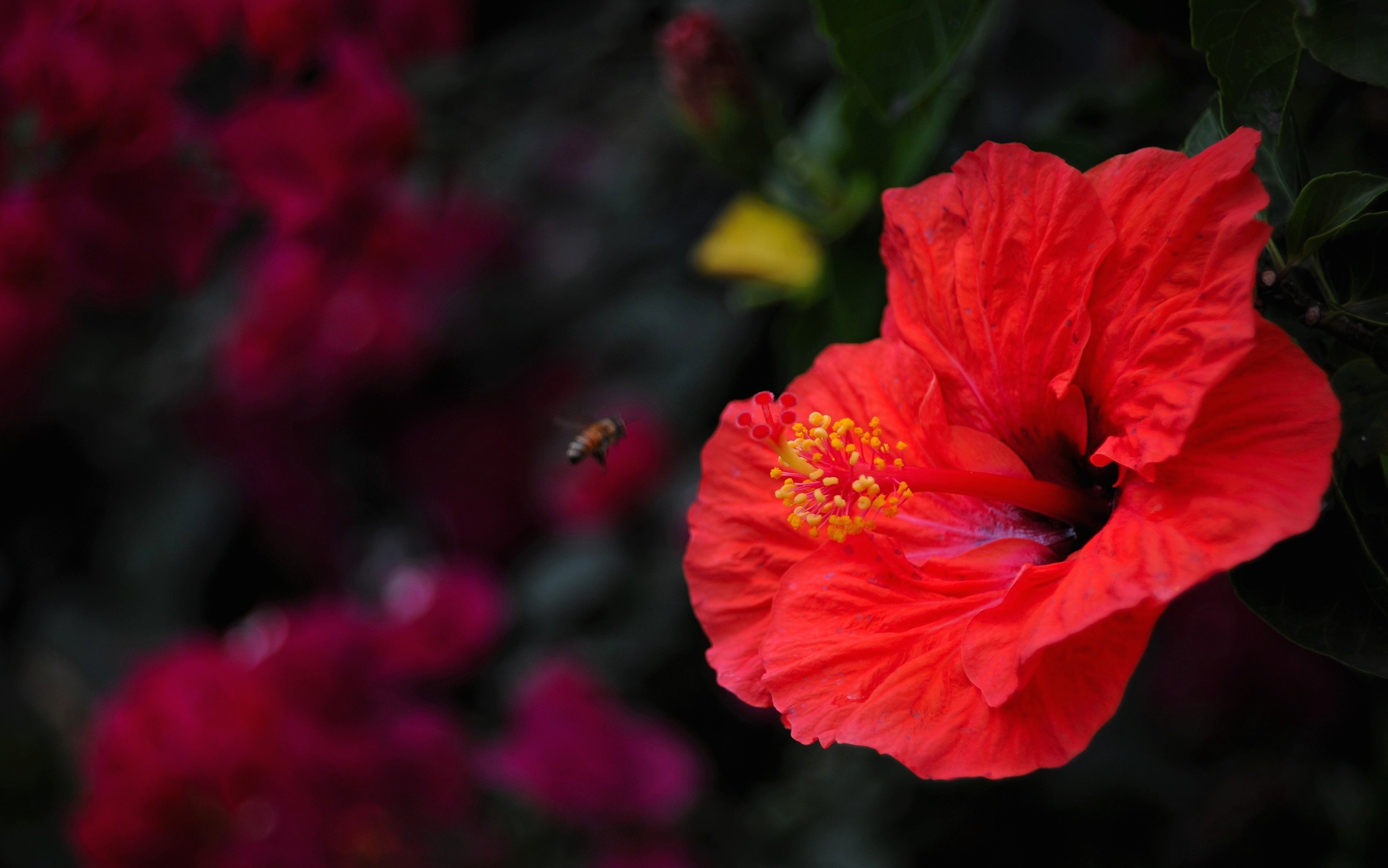 Большой красный цветок гибискуса крупным планом