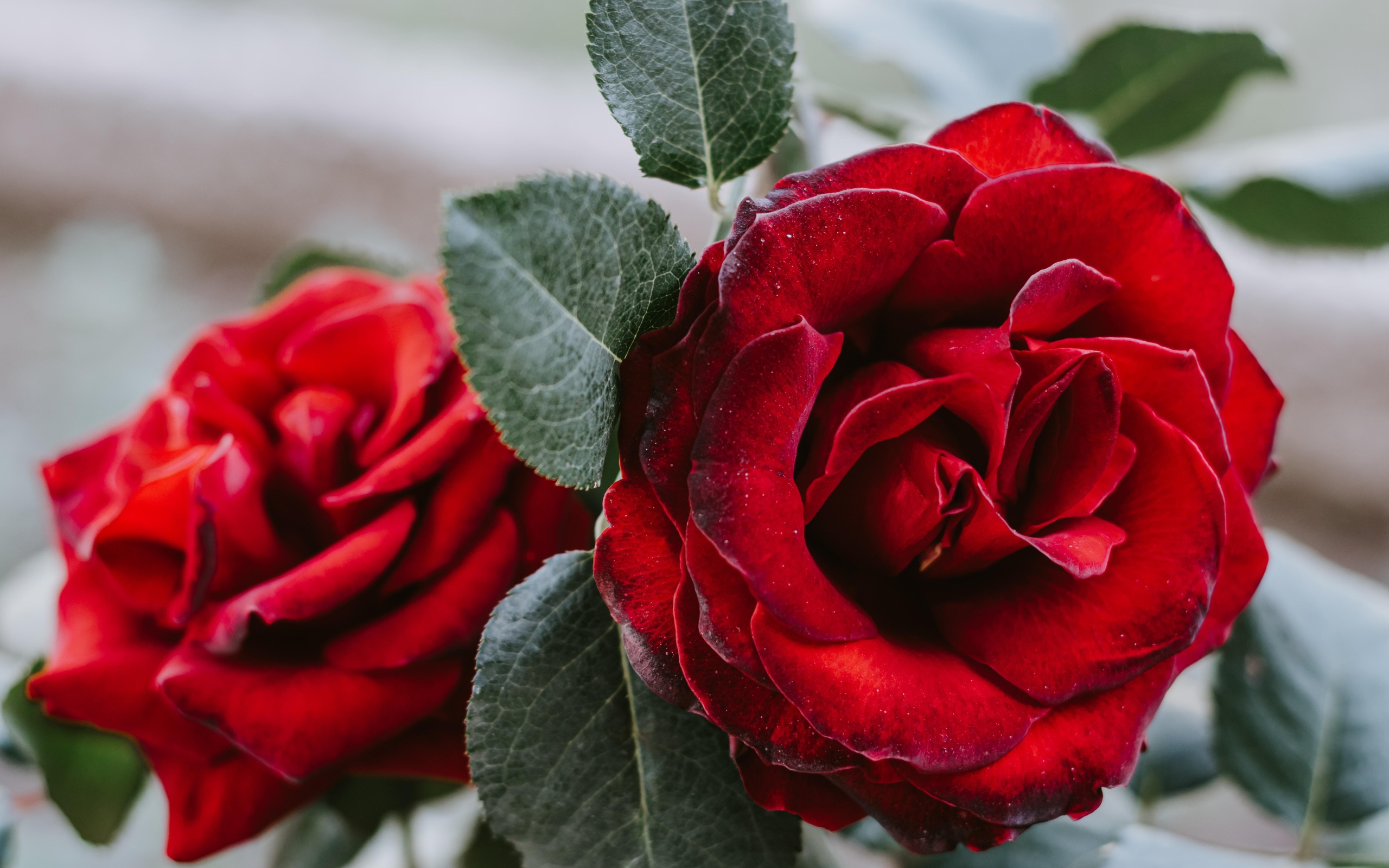 Большая алая роза с зелеными лепестками крупным планом