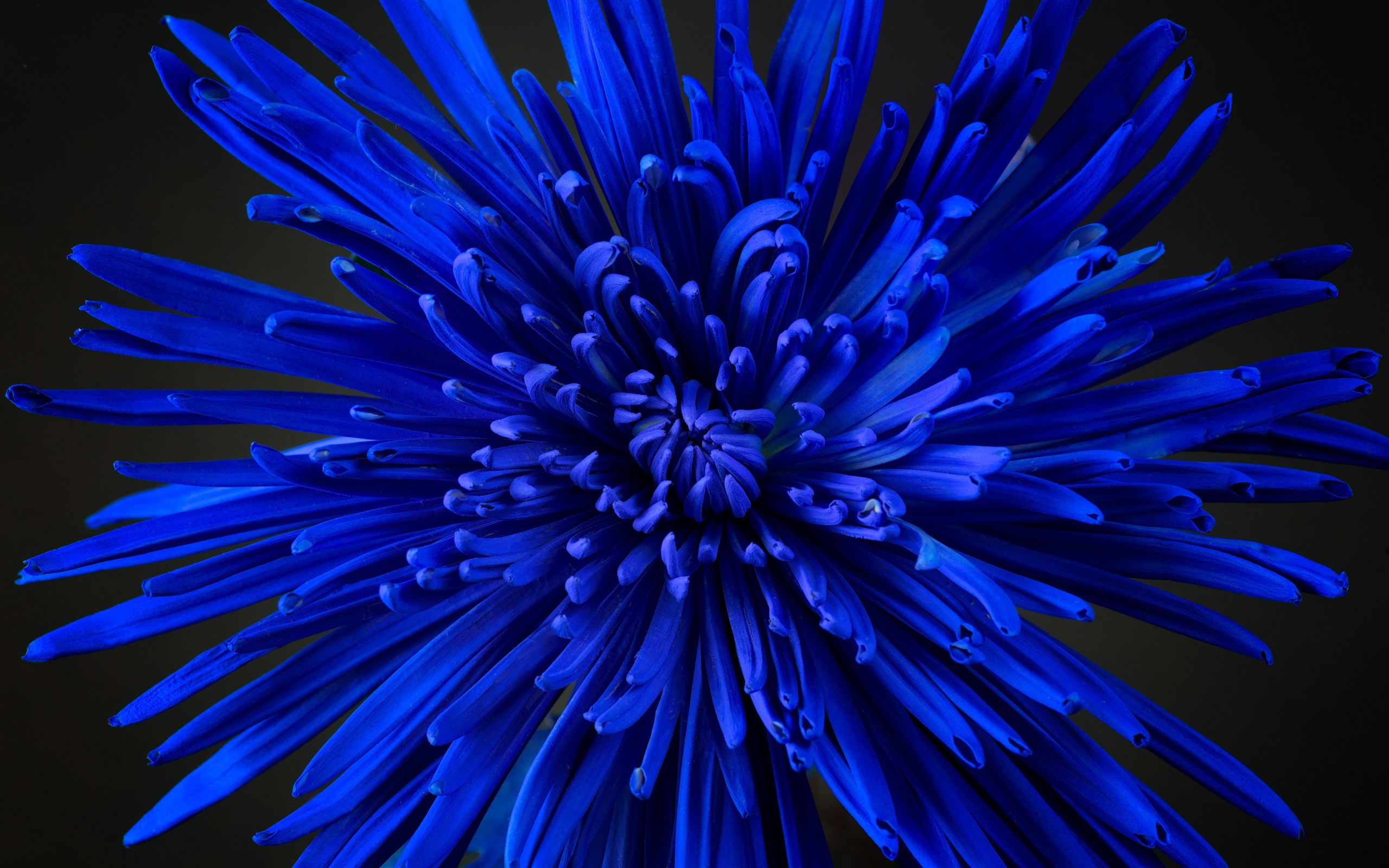 Синий цветок астры крупным планом