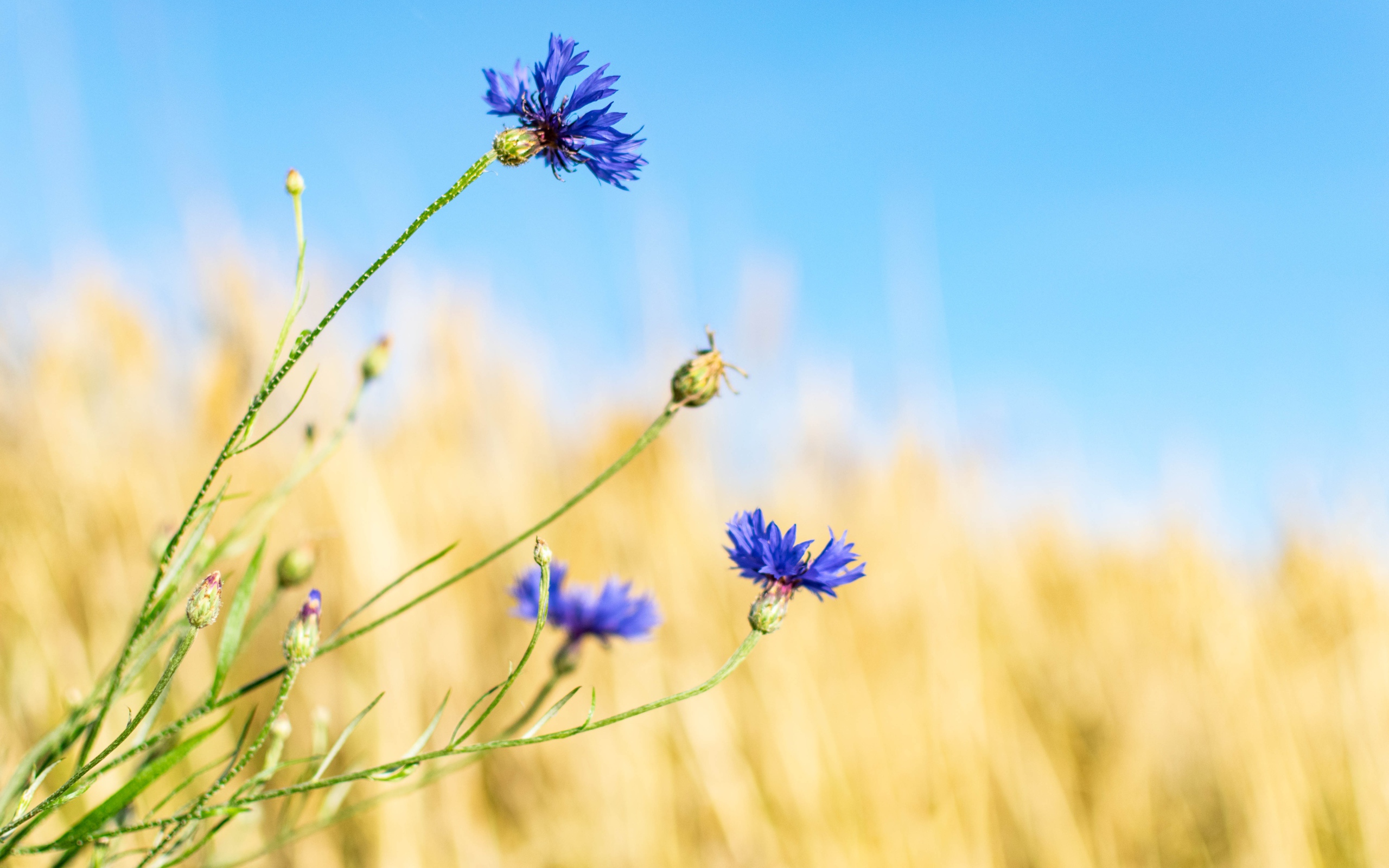 Синие васильки с бутонами на поле 