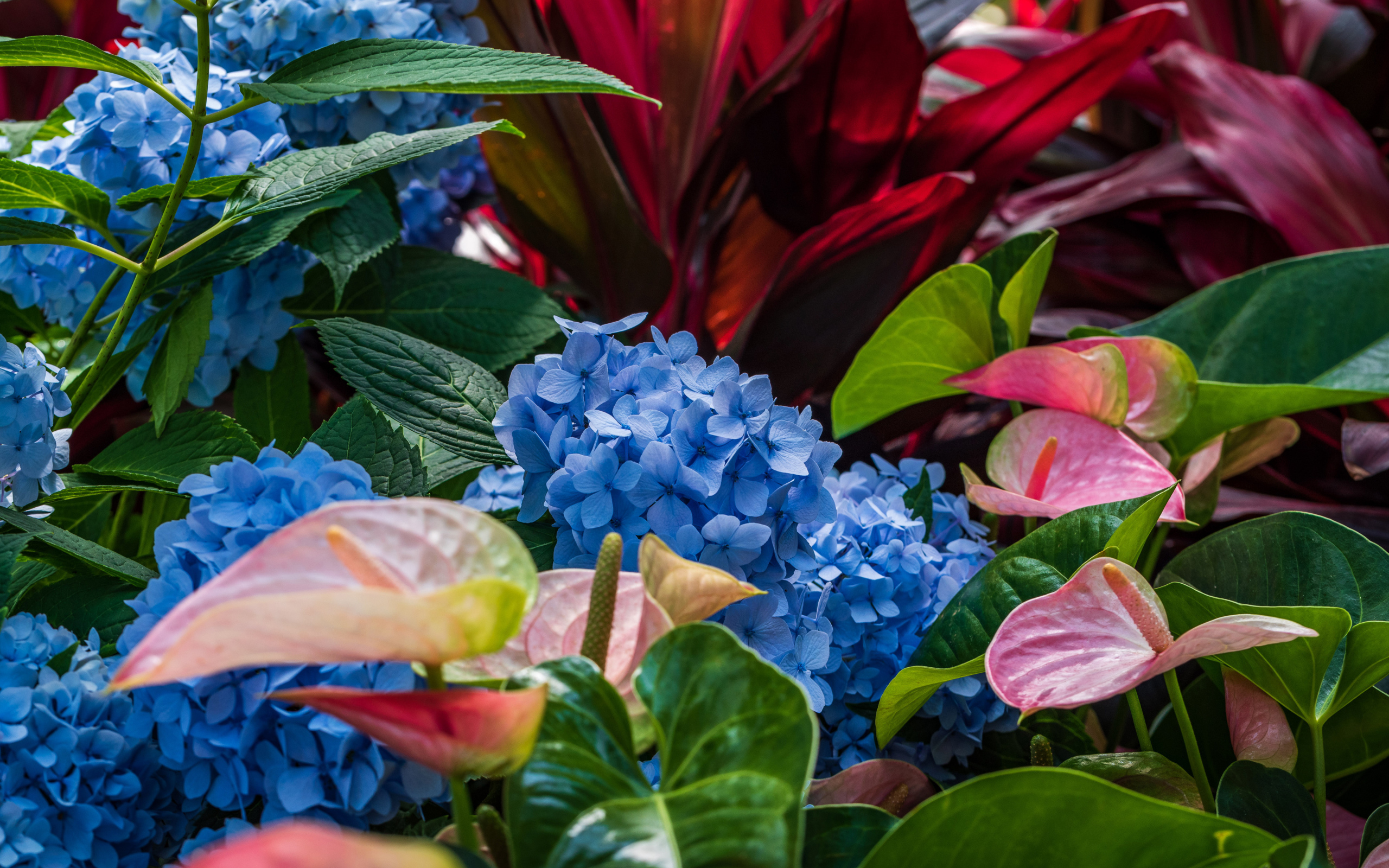 Голубые цветы гортензии с цветами антуриум на клумбе 