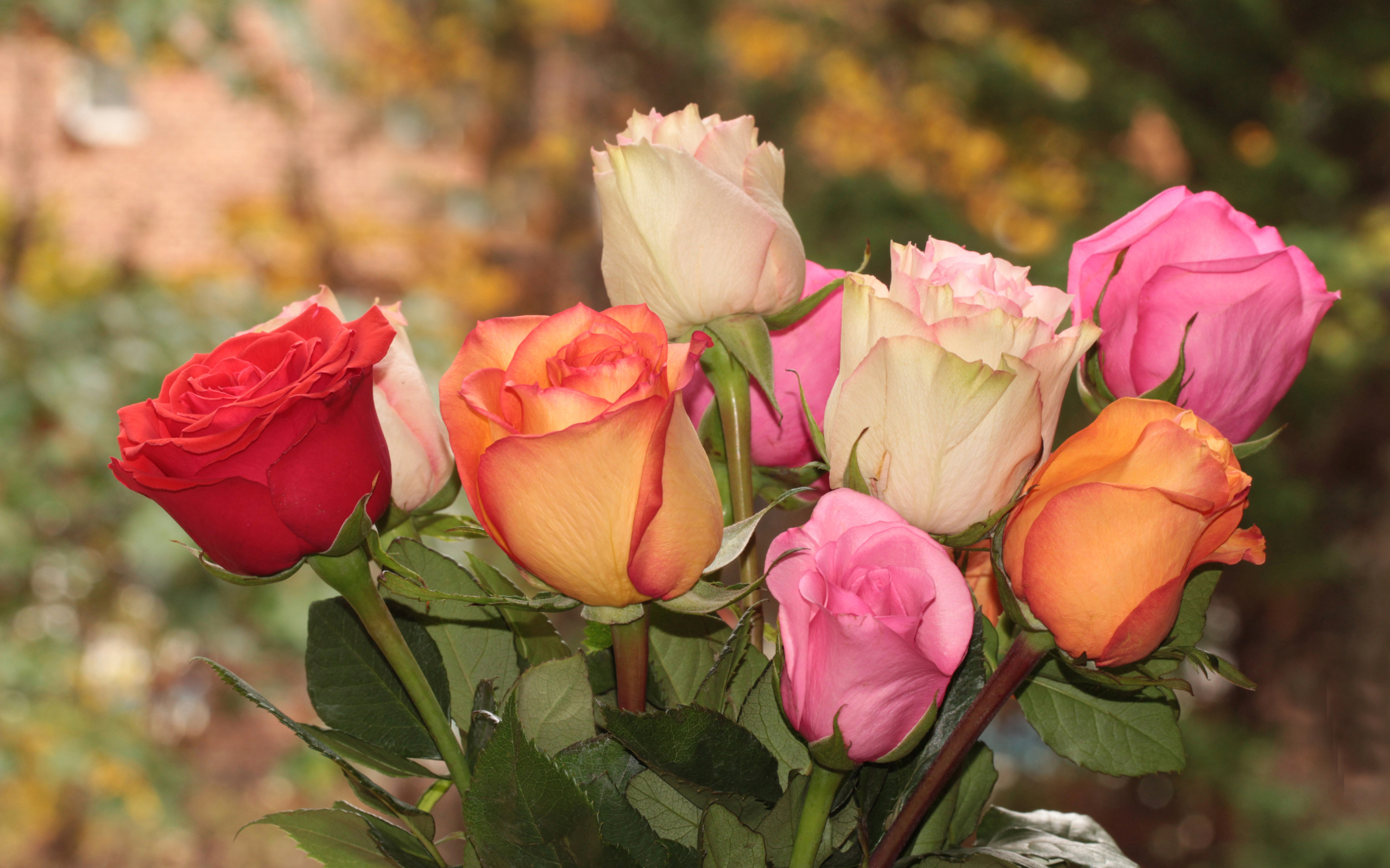 Букет красивых разноцветных роз крупным планом