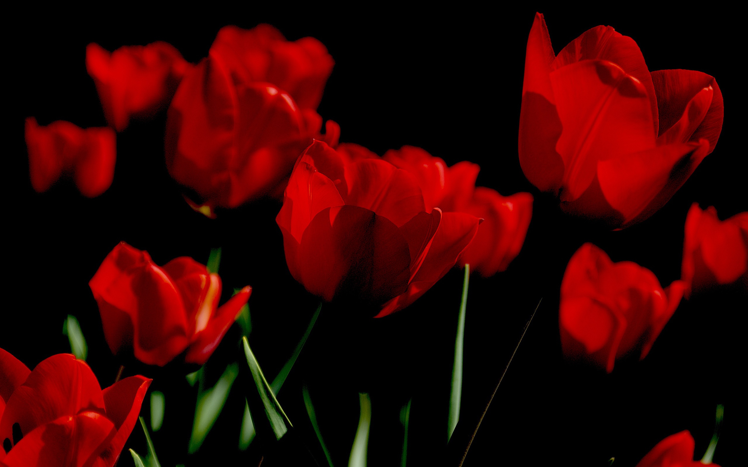 Яркие алые весенние тюльпаны на черном фоне