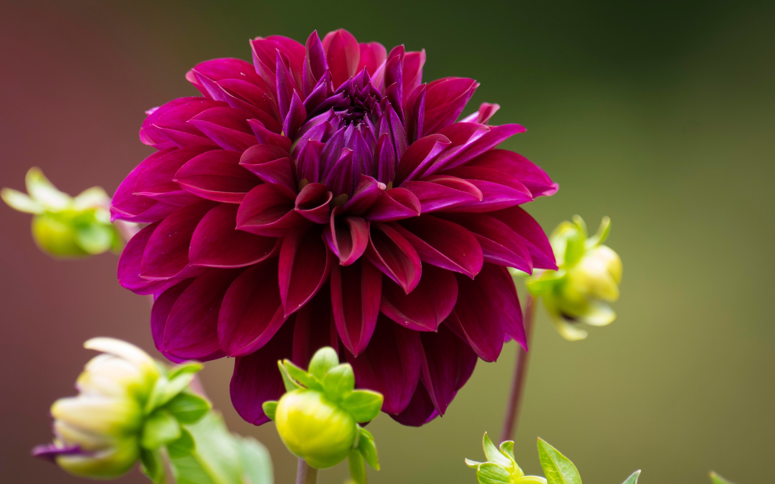 Burgundy dahlia with buds on a flower bed