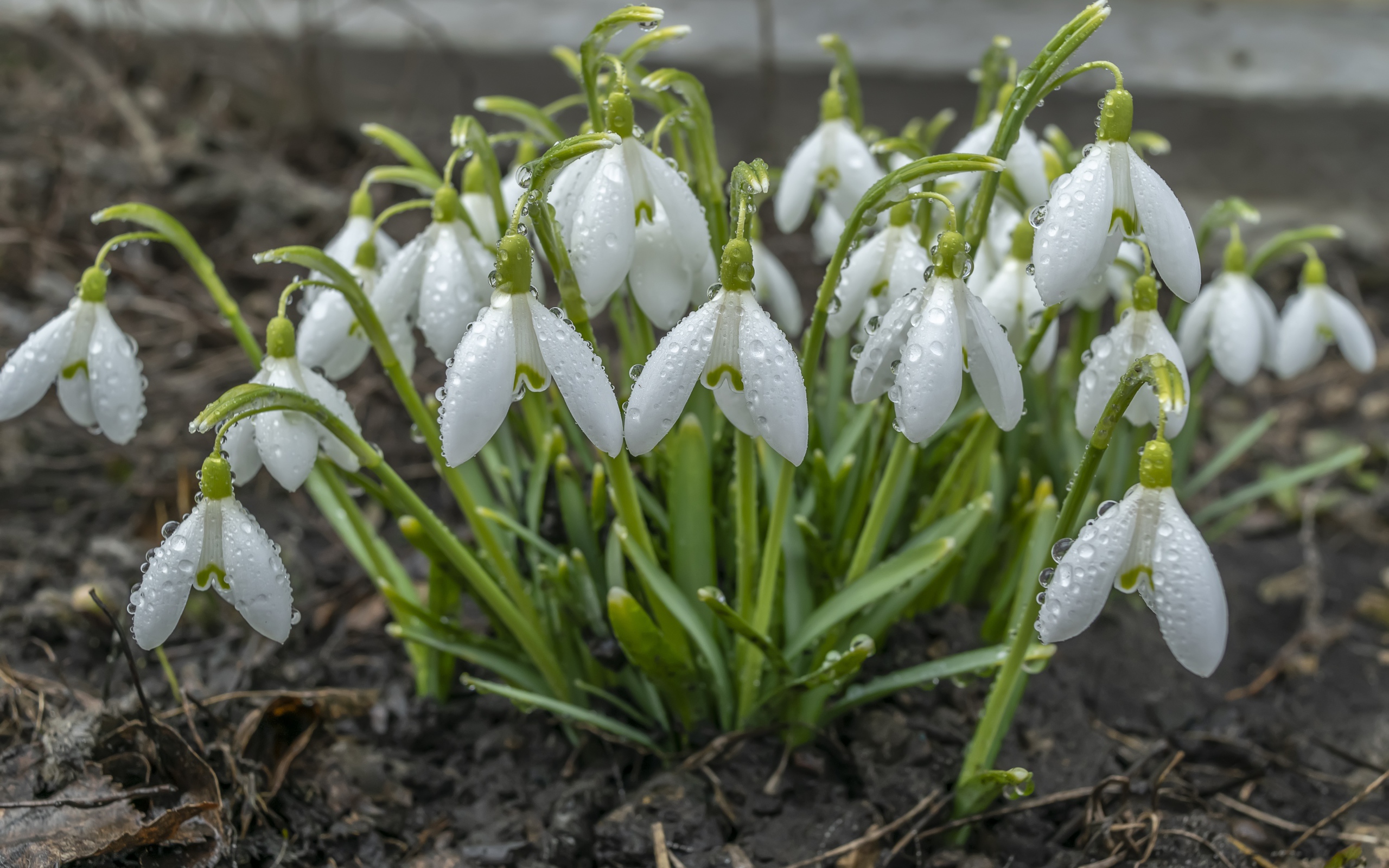 Куст белых подснежников в каплях дождя 