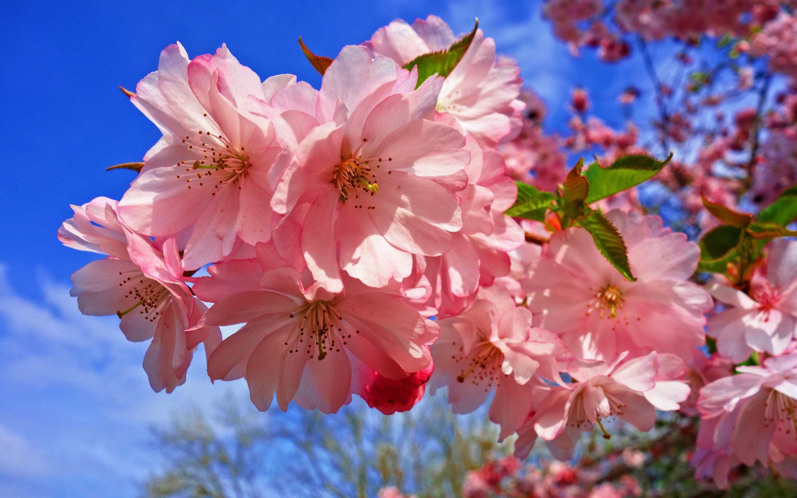 Нежные розовые цветы на дереве на фоне голубого неба весной