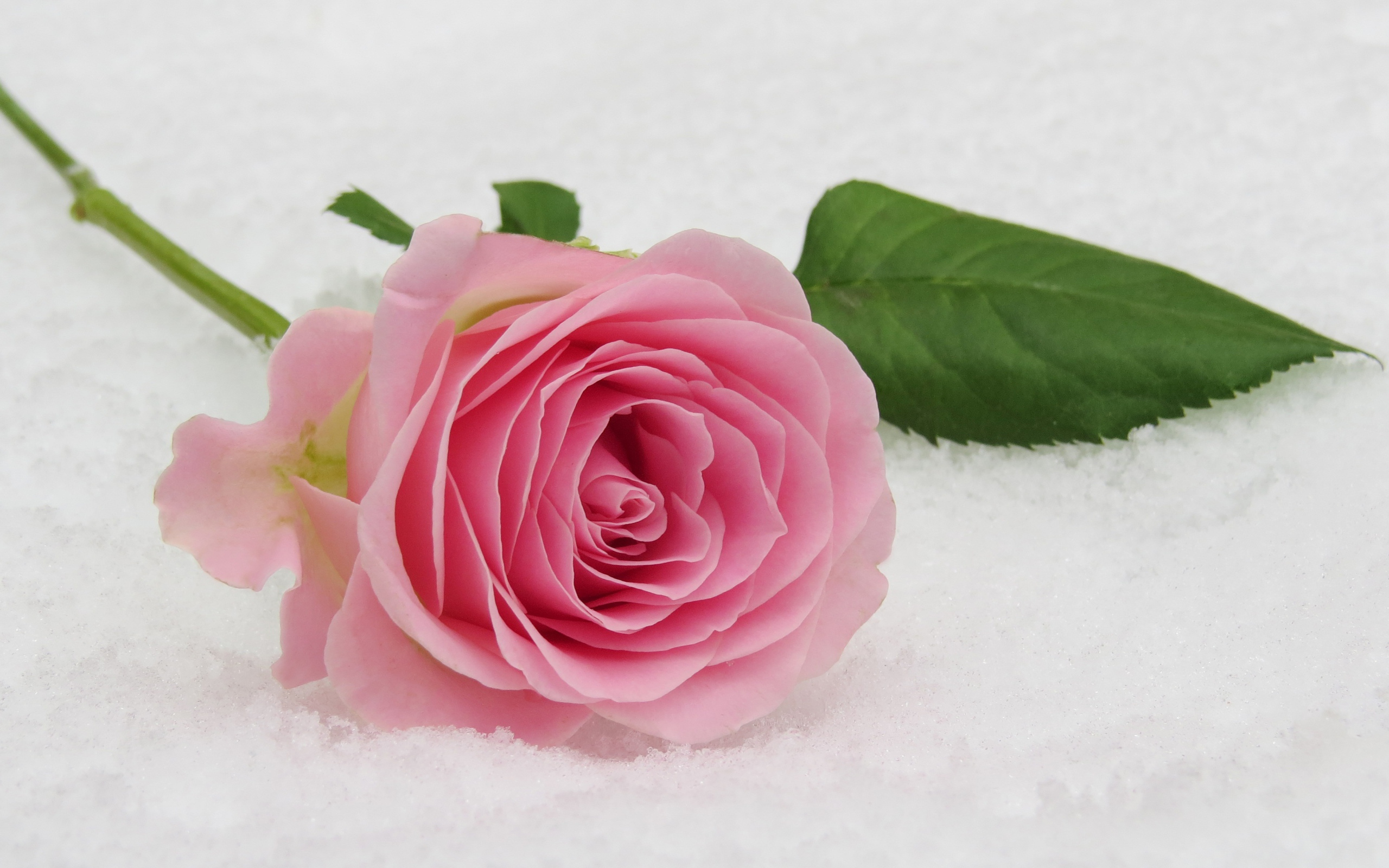 Нежный розовый цветок розы на снегу