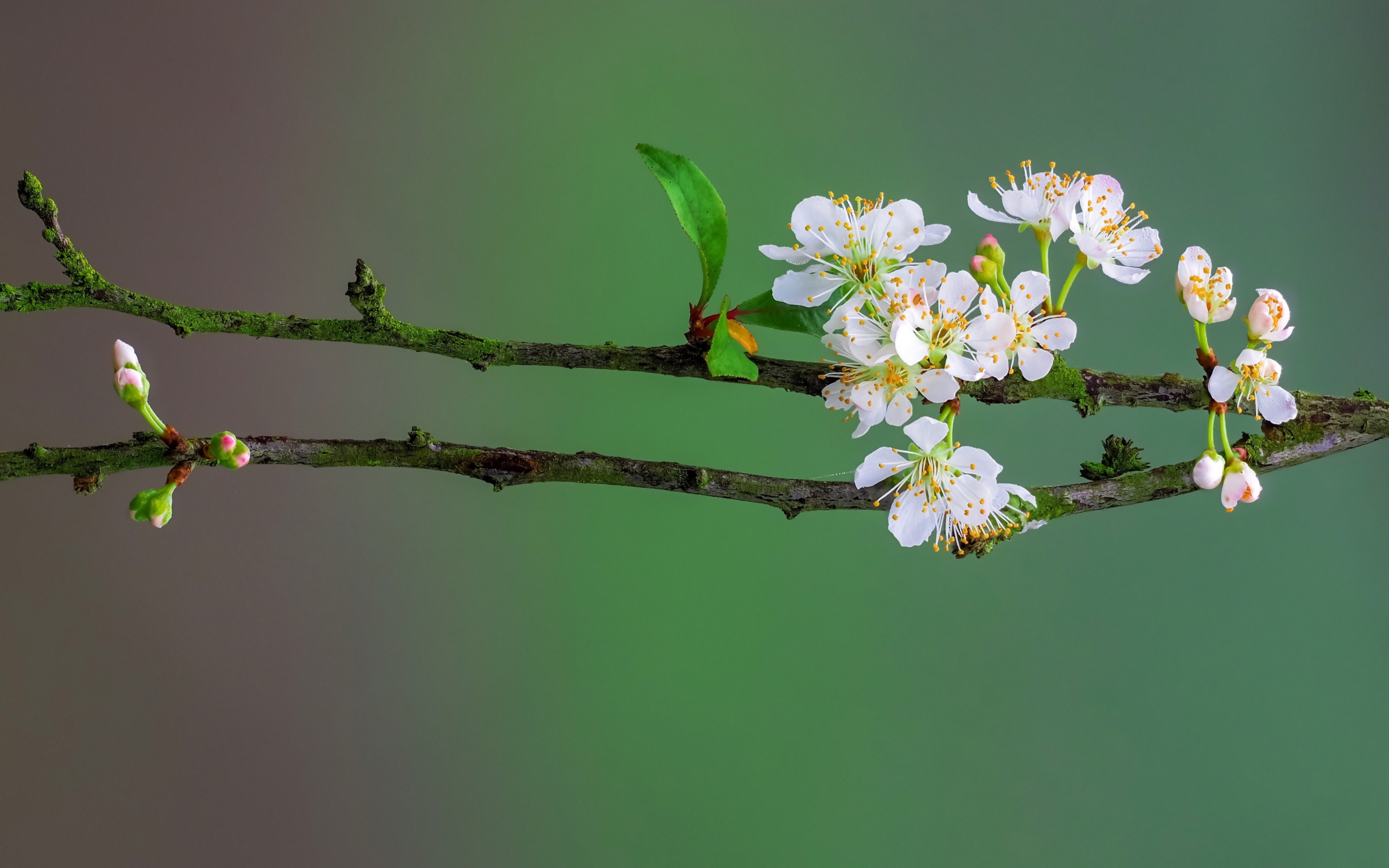 Нежные белые цветы вишни на ветке весной 
