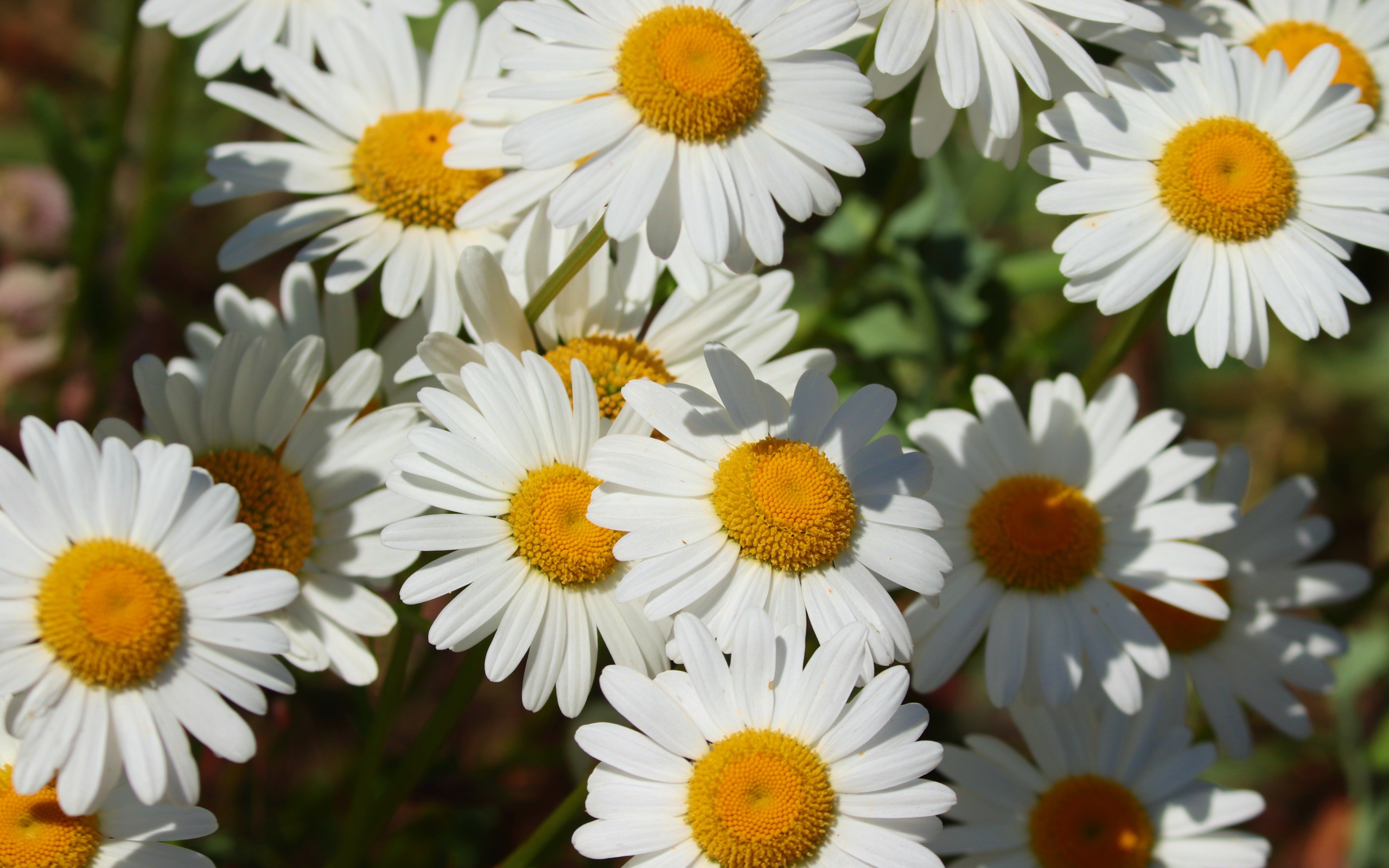 Нежные белые ромашки с желтой серединкой в лучах солнца 