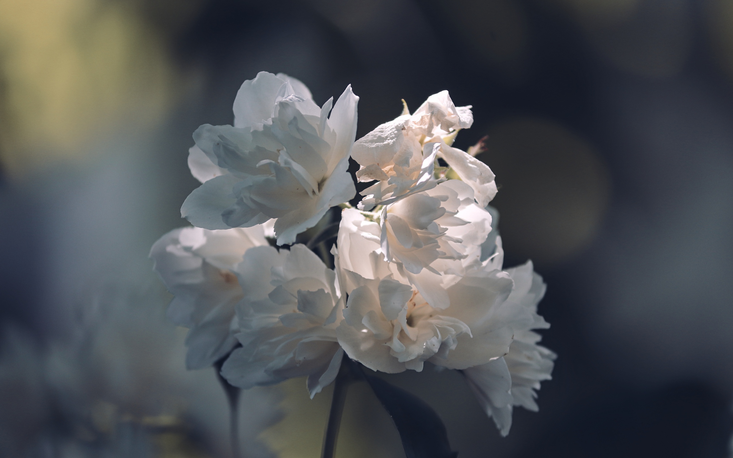 Нежные белые цветы в лучах солнца