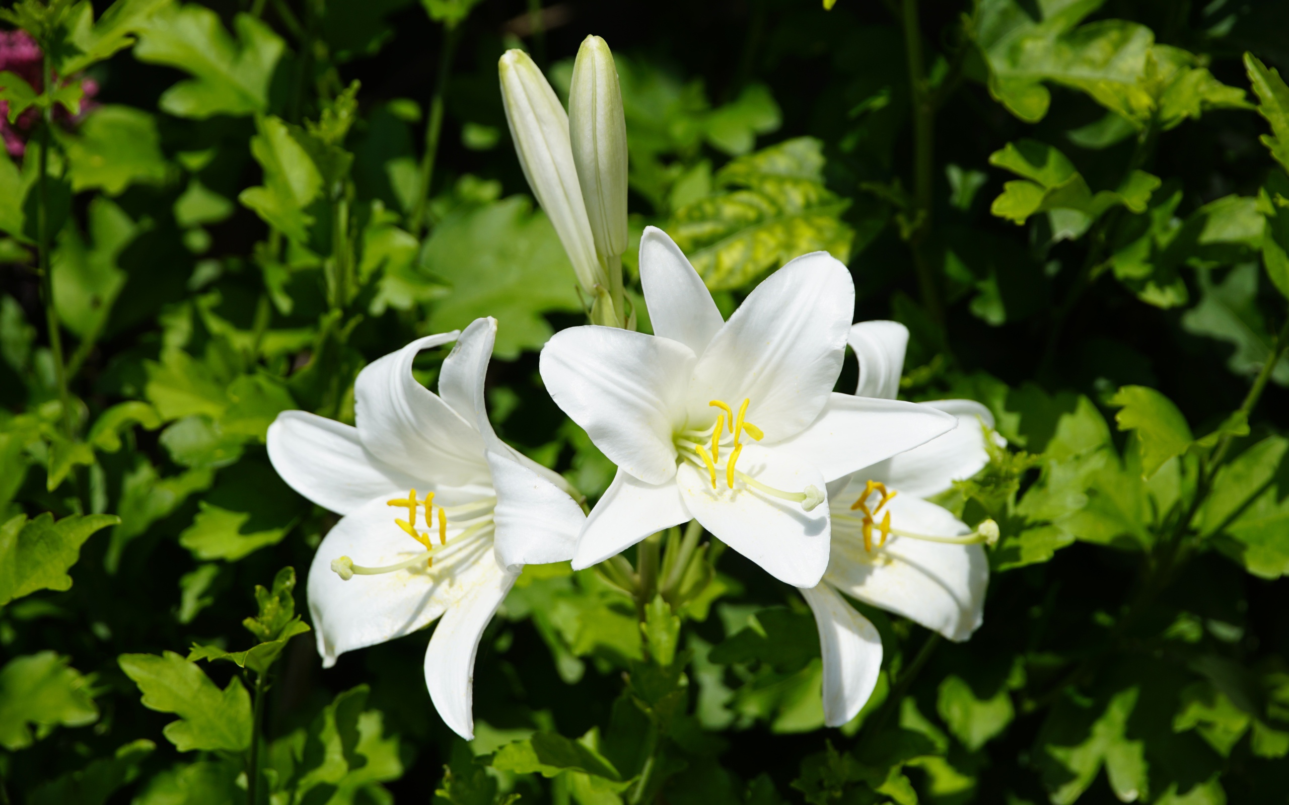 Нежные белые лилии с бутонами на клумбе 