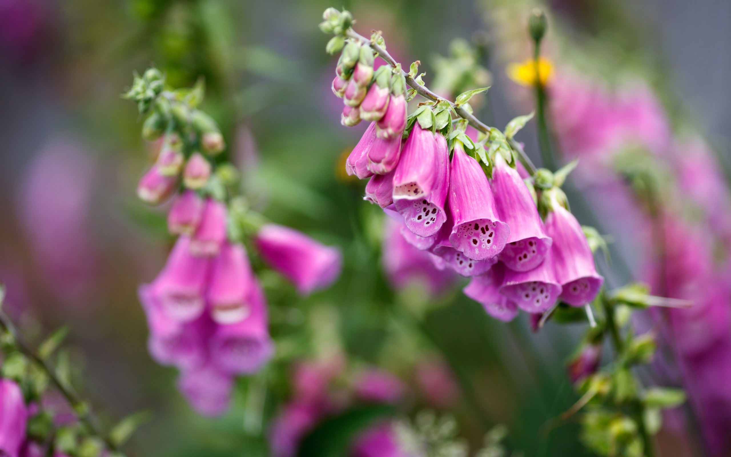 Розовые цветы наперстянка крупным планом  на клумбе