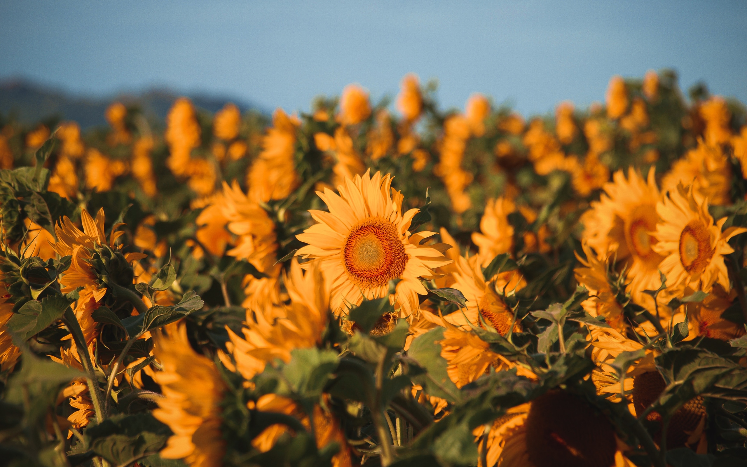 Поле с желтыми цветущими подсолнухами 