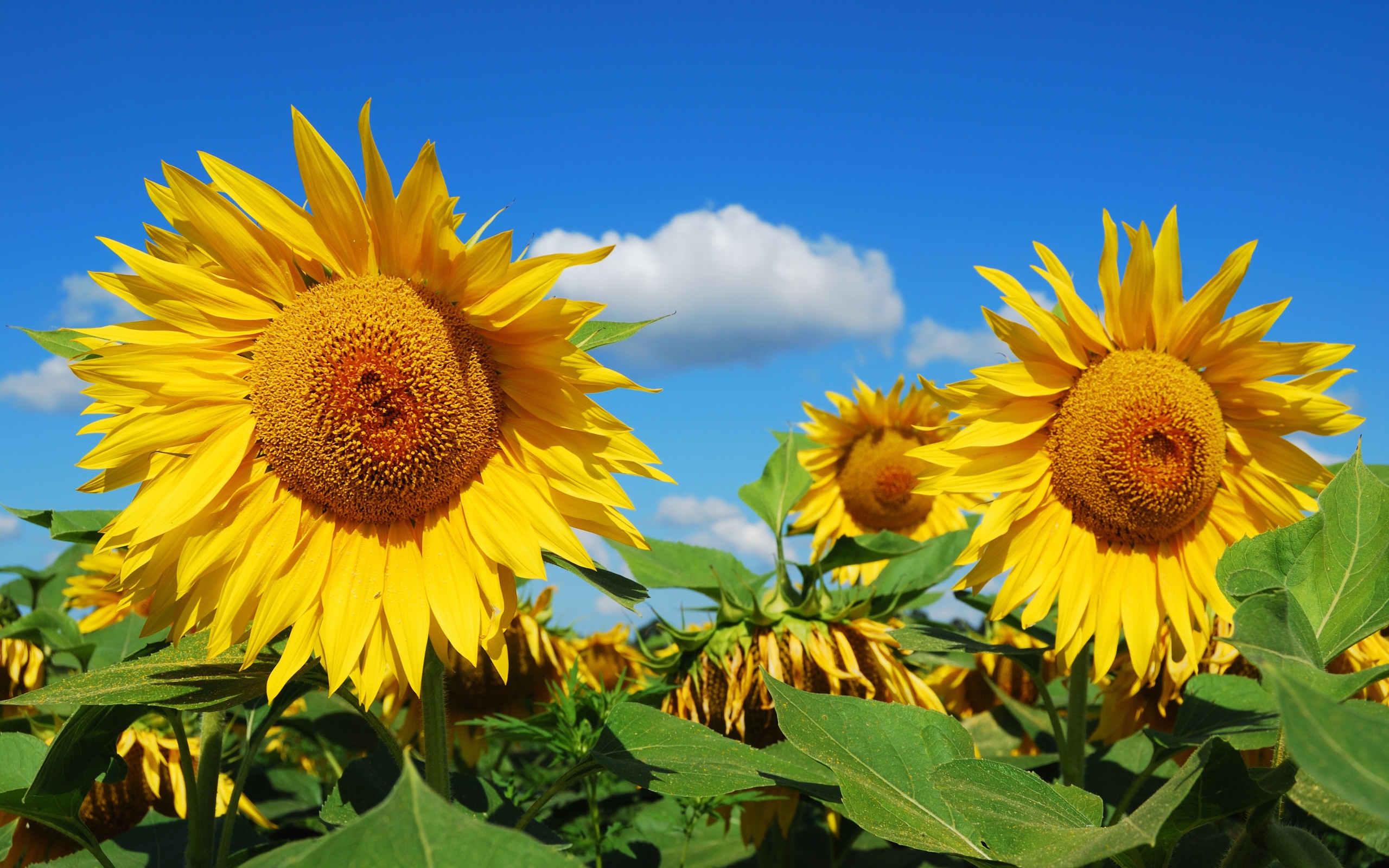 Большие желтые цветущие подсолнухи на поле 