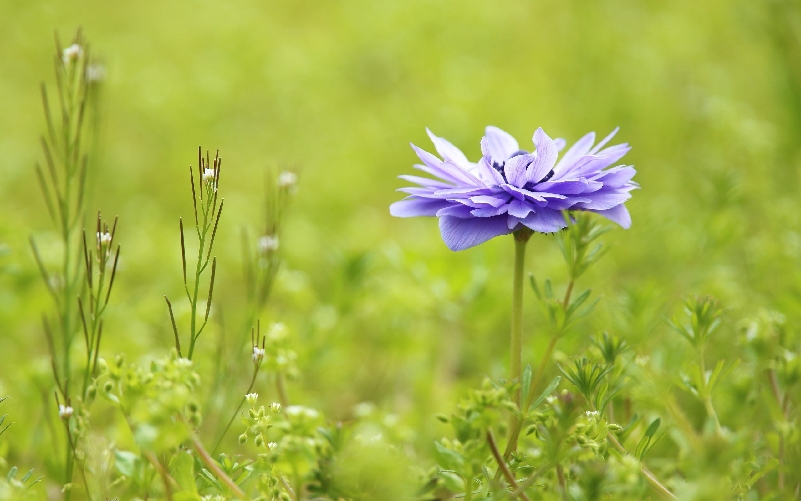 Сиреневый цветок Анемоне растет на поле в зеленой траве