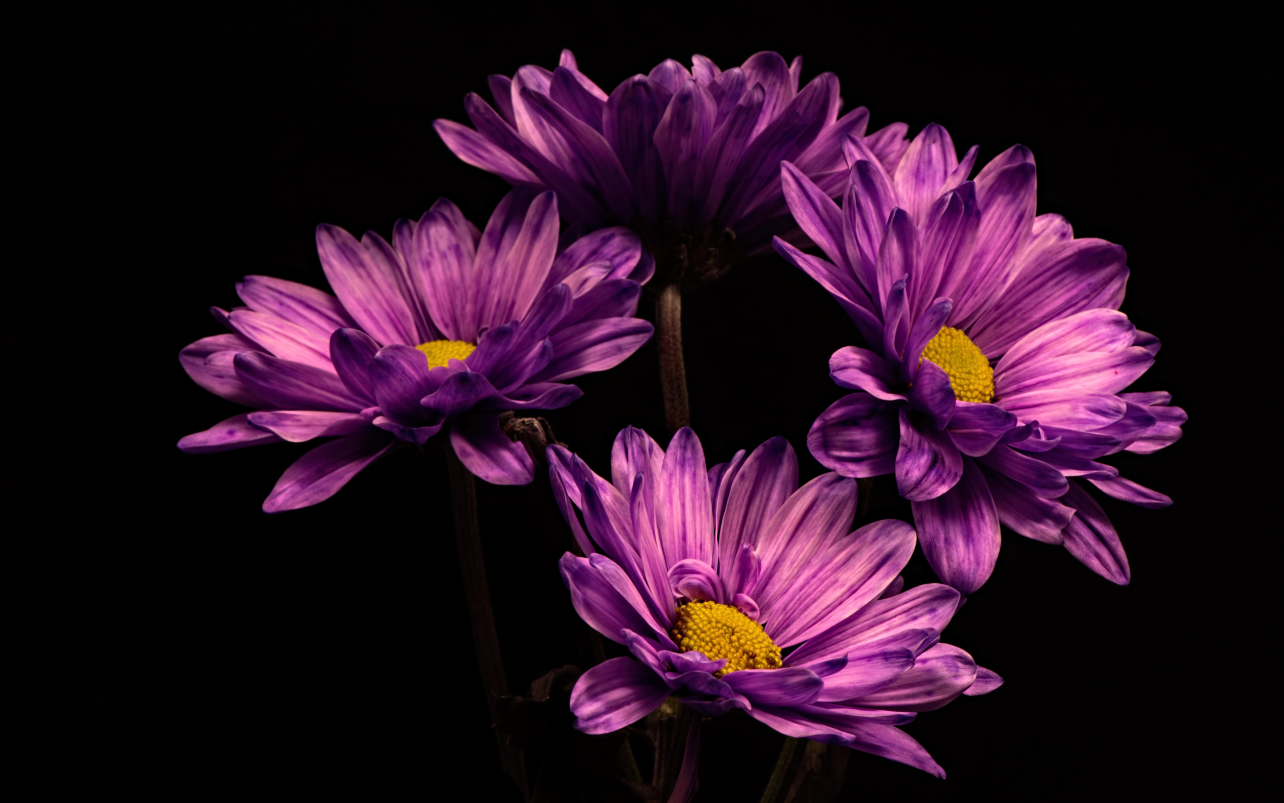 Сиреневый цветок хризантемы на черном фоне