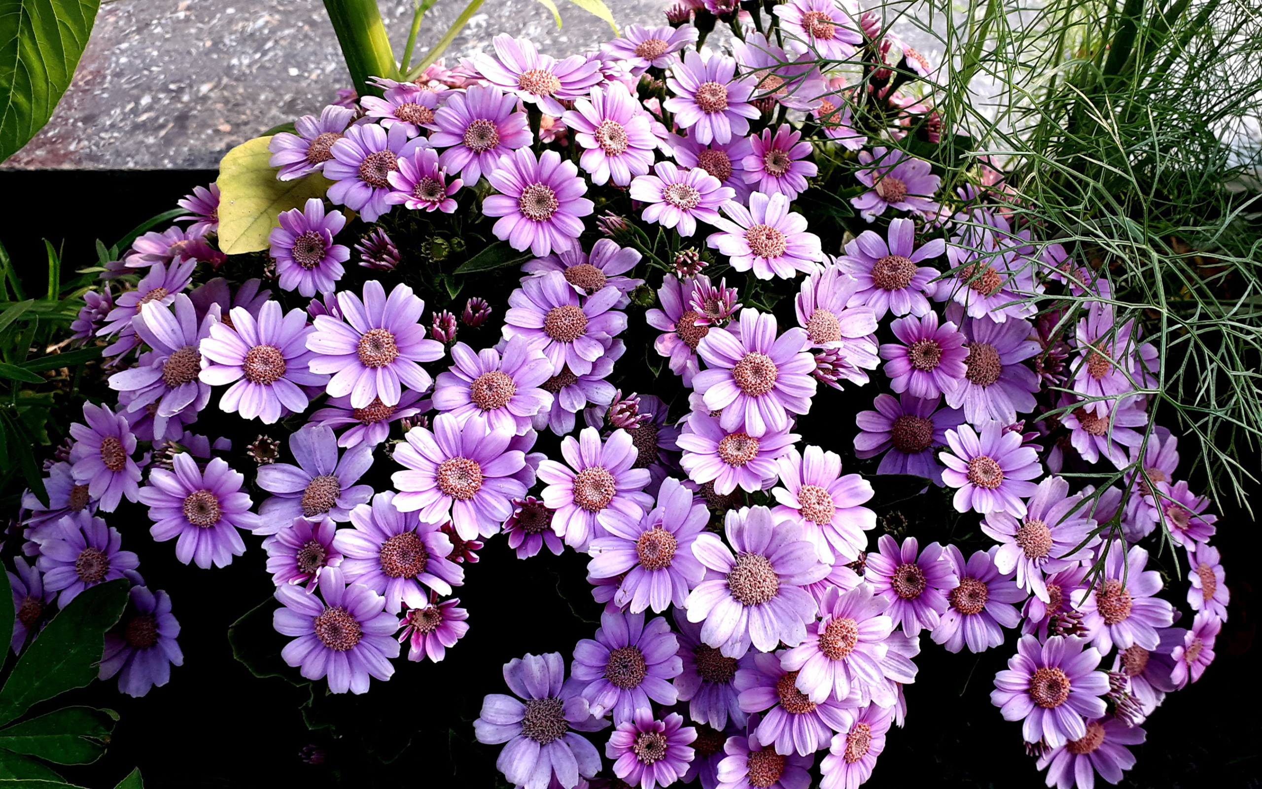 Сиреневые цветы цинерария в кашпо 