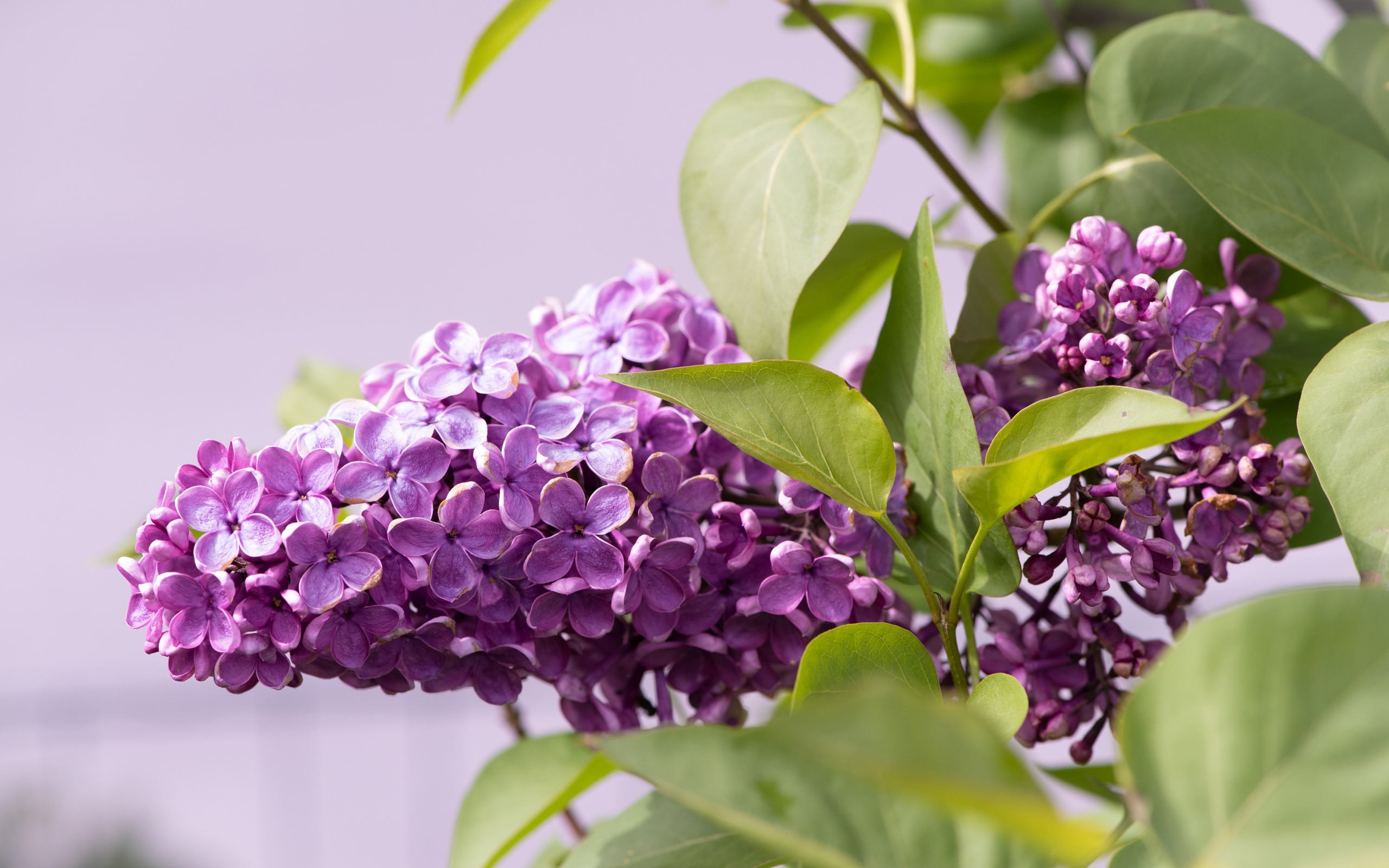 Сиреневые цветы сирени в зеленых листьях крупным планом