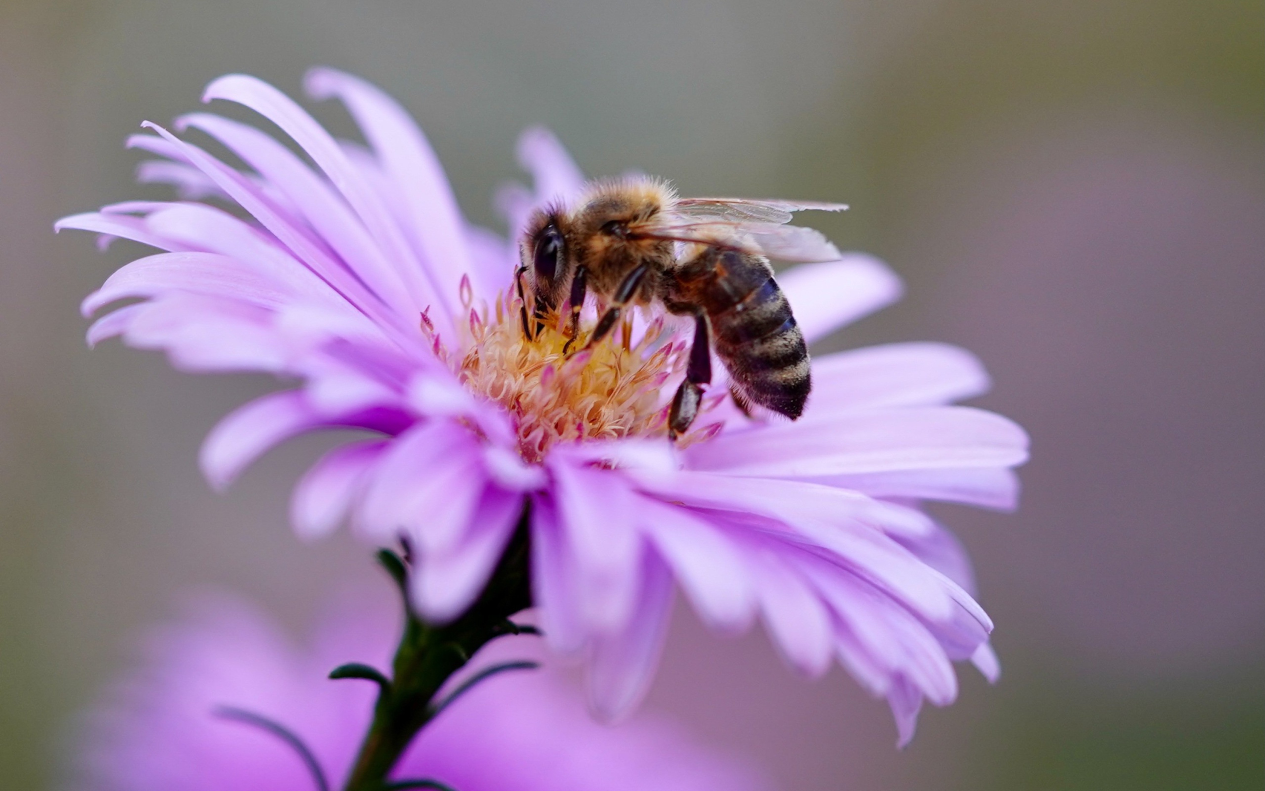 Маленькая пчела сидит на розовом цветке 