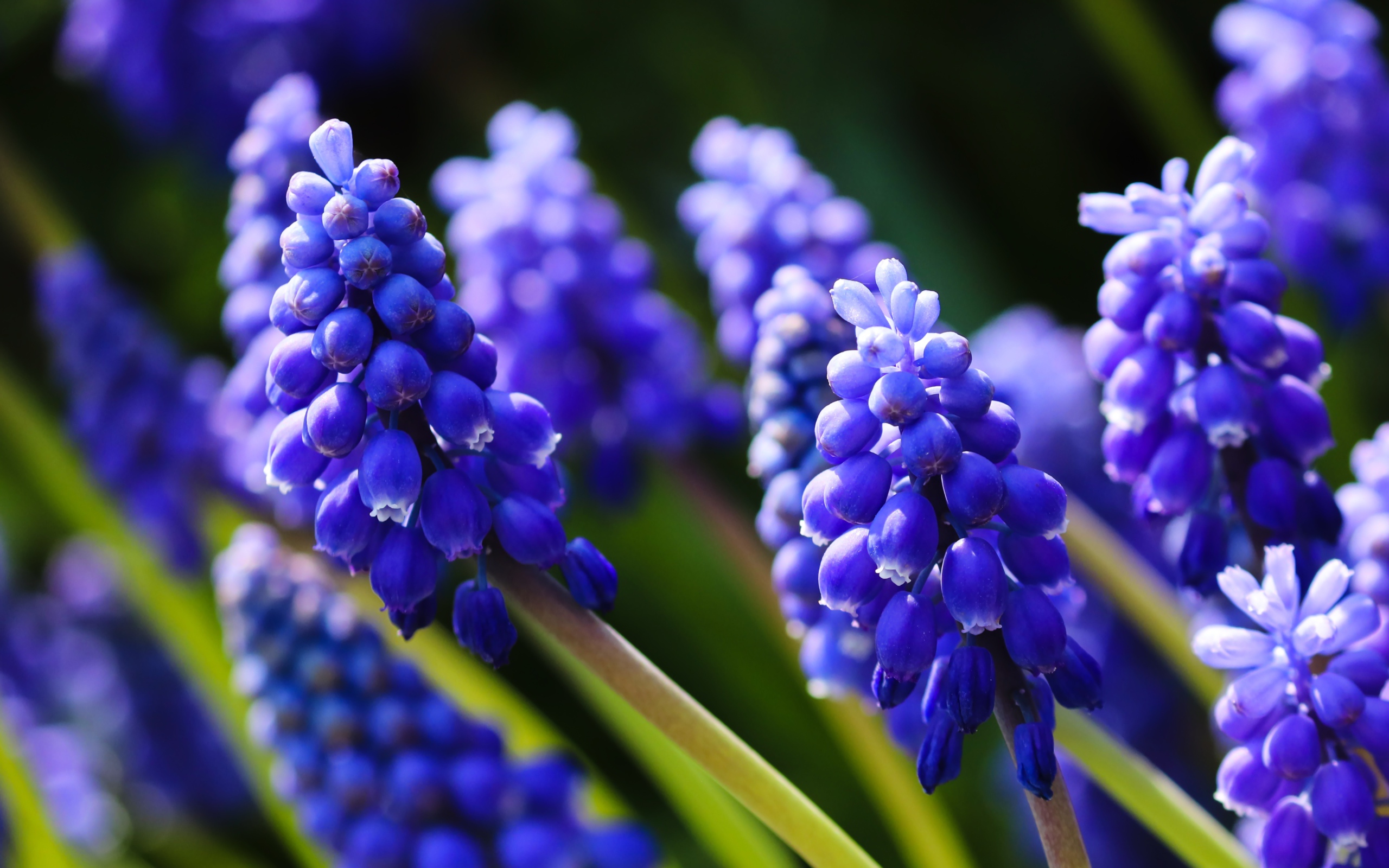 Маленькие синие цветы мускари в лучах солнца