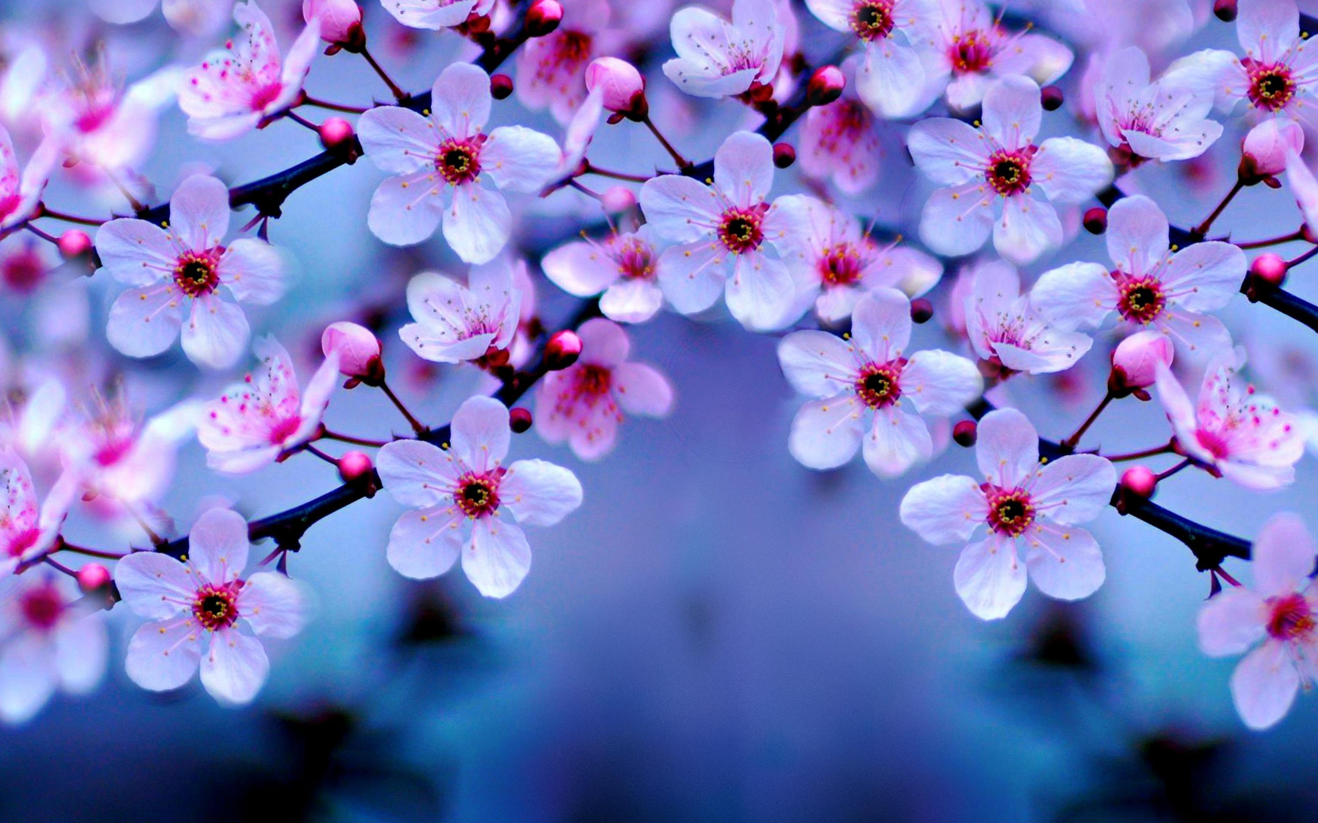 Маленькие розовые цветы на ветке дерева весной 