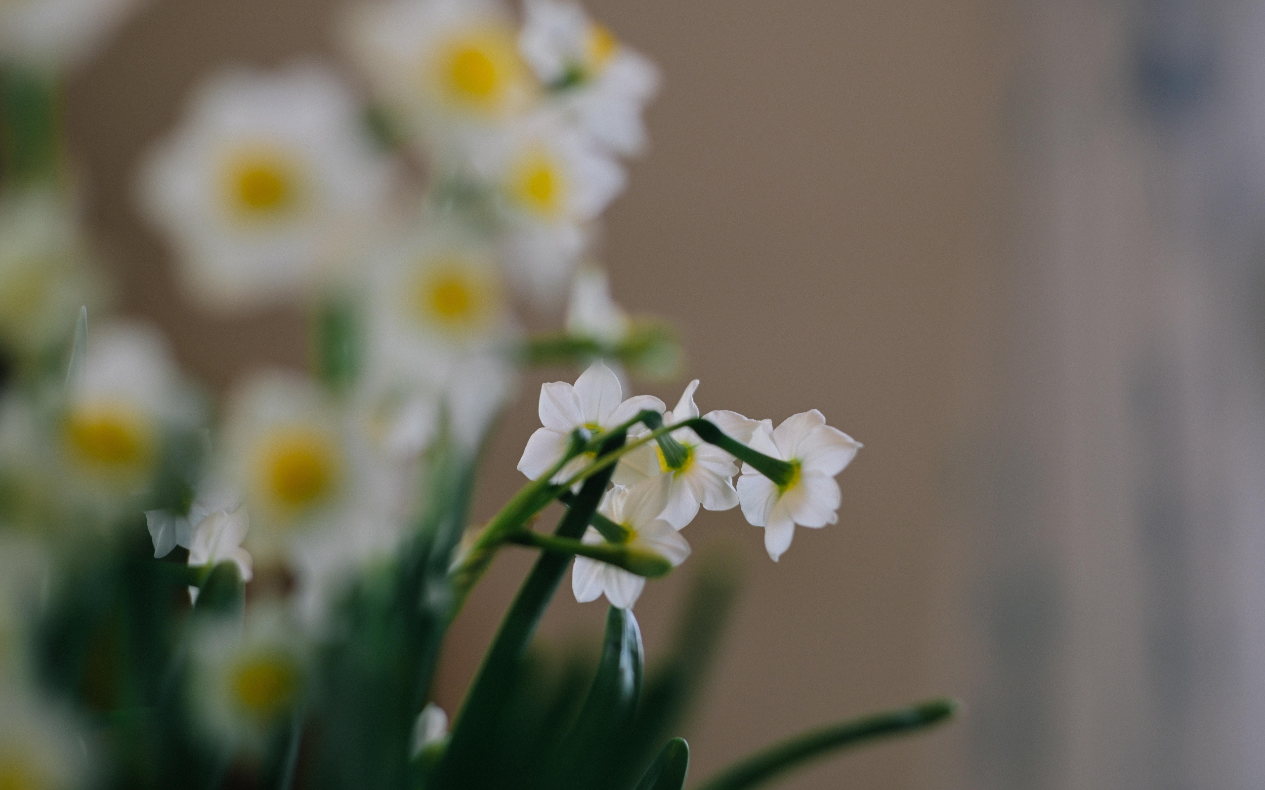 Маленькие белые нарциссы на размытом фоне