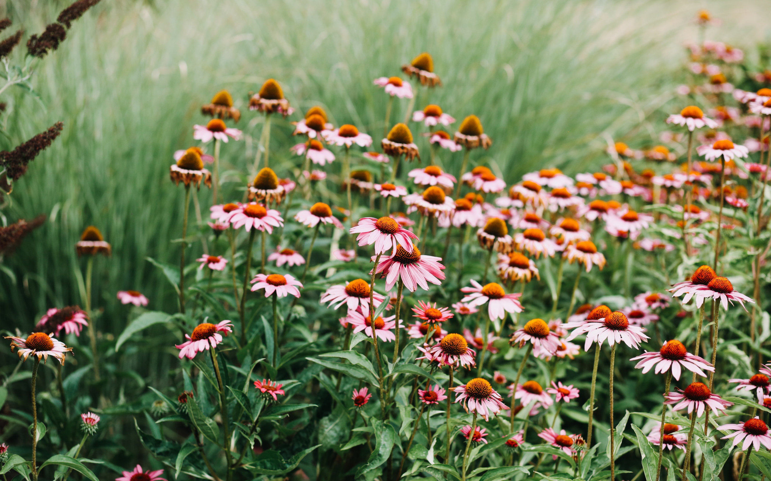 Много розовых цветов эхинацеи 