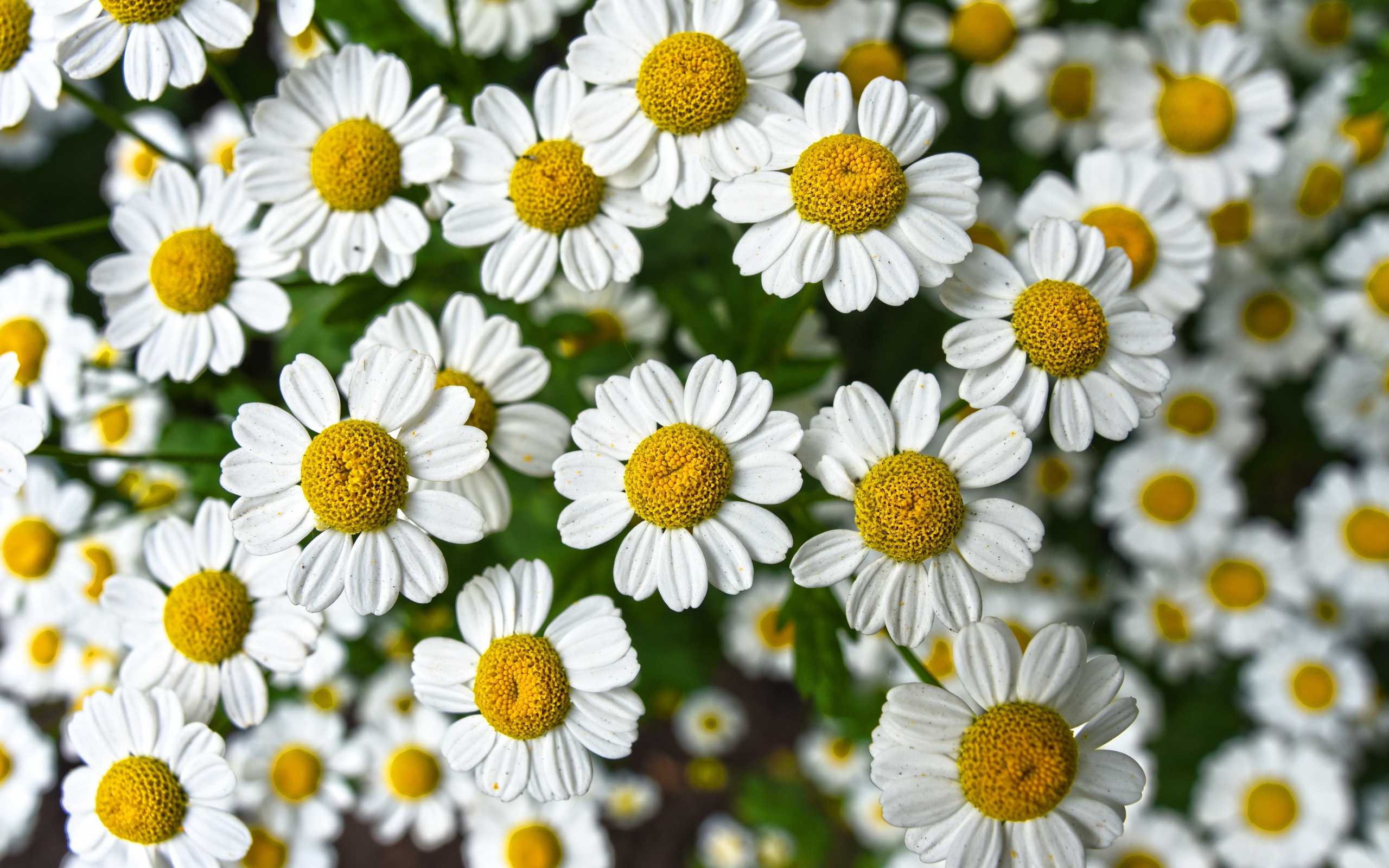 Много мелких белых ромашек крупным планом 