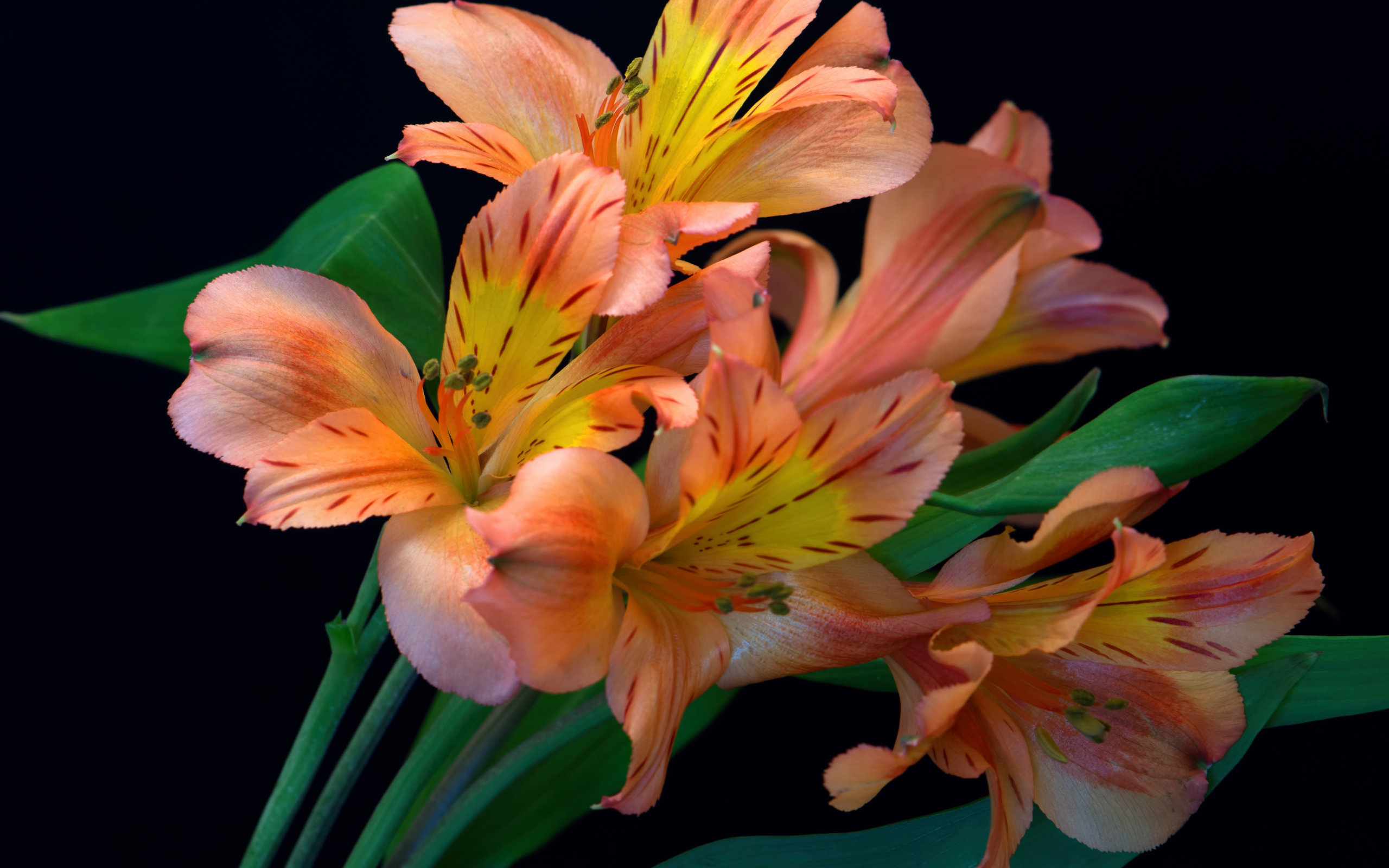 Оранжевые цветы альстромерии на черном фоне 