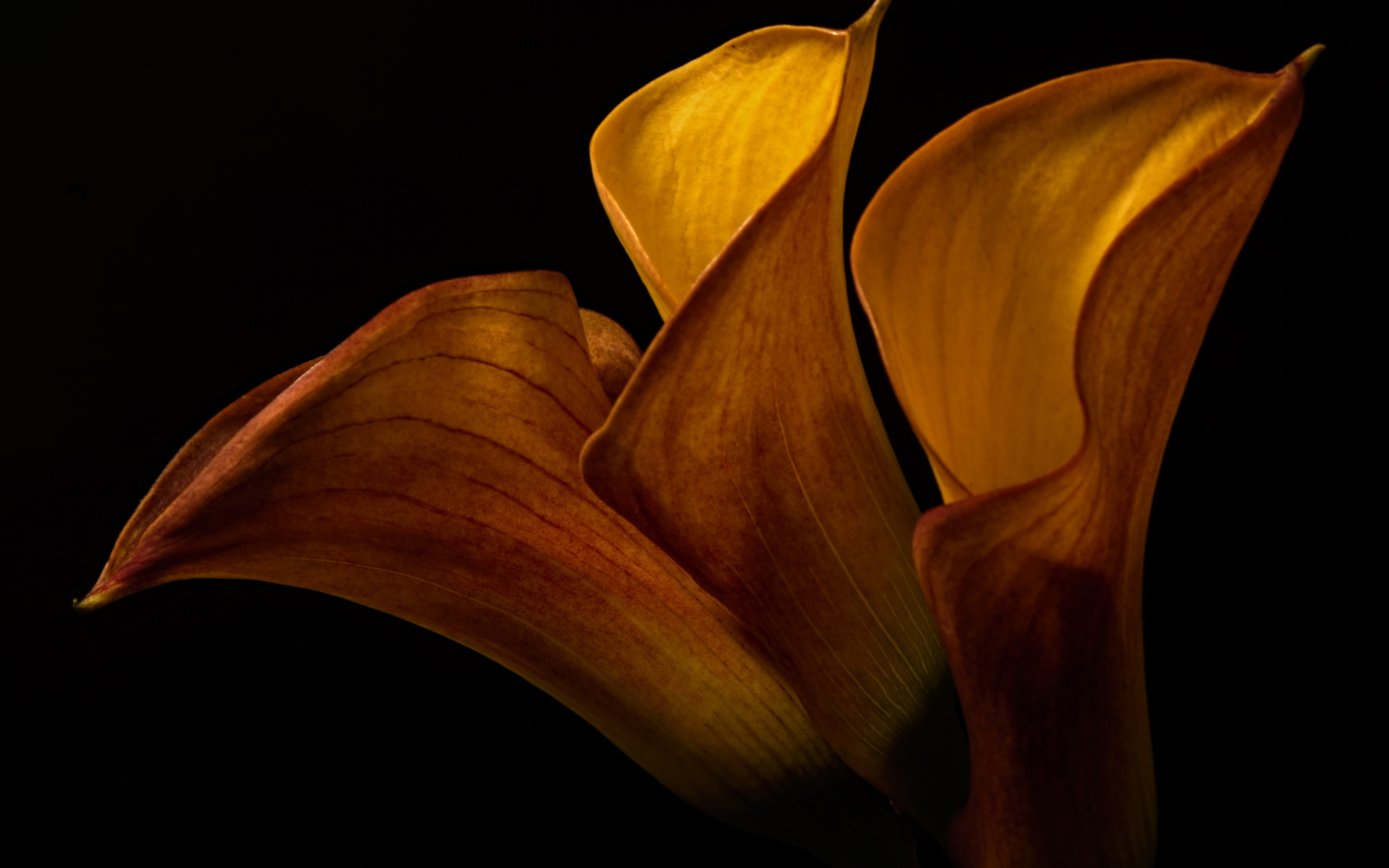 Оранжевые цветы каллы на черном фоне крупным планом