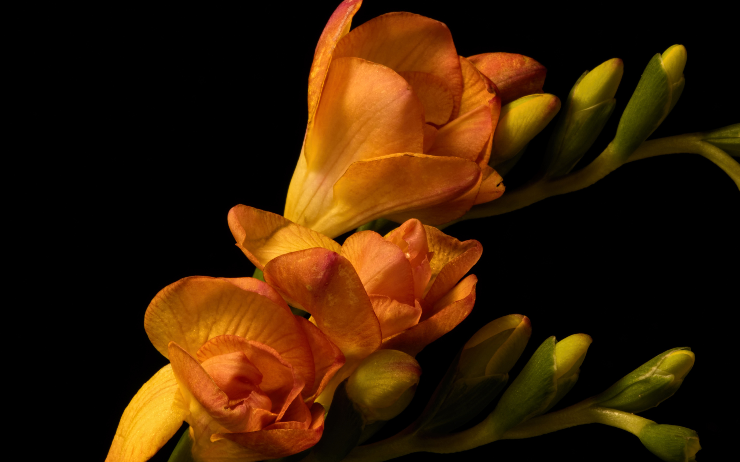 Оранжевые цветы Фрезия с бутонами на черном фоне
