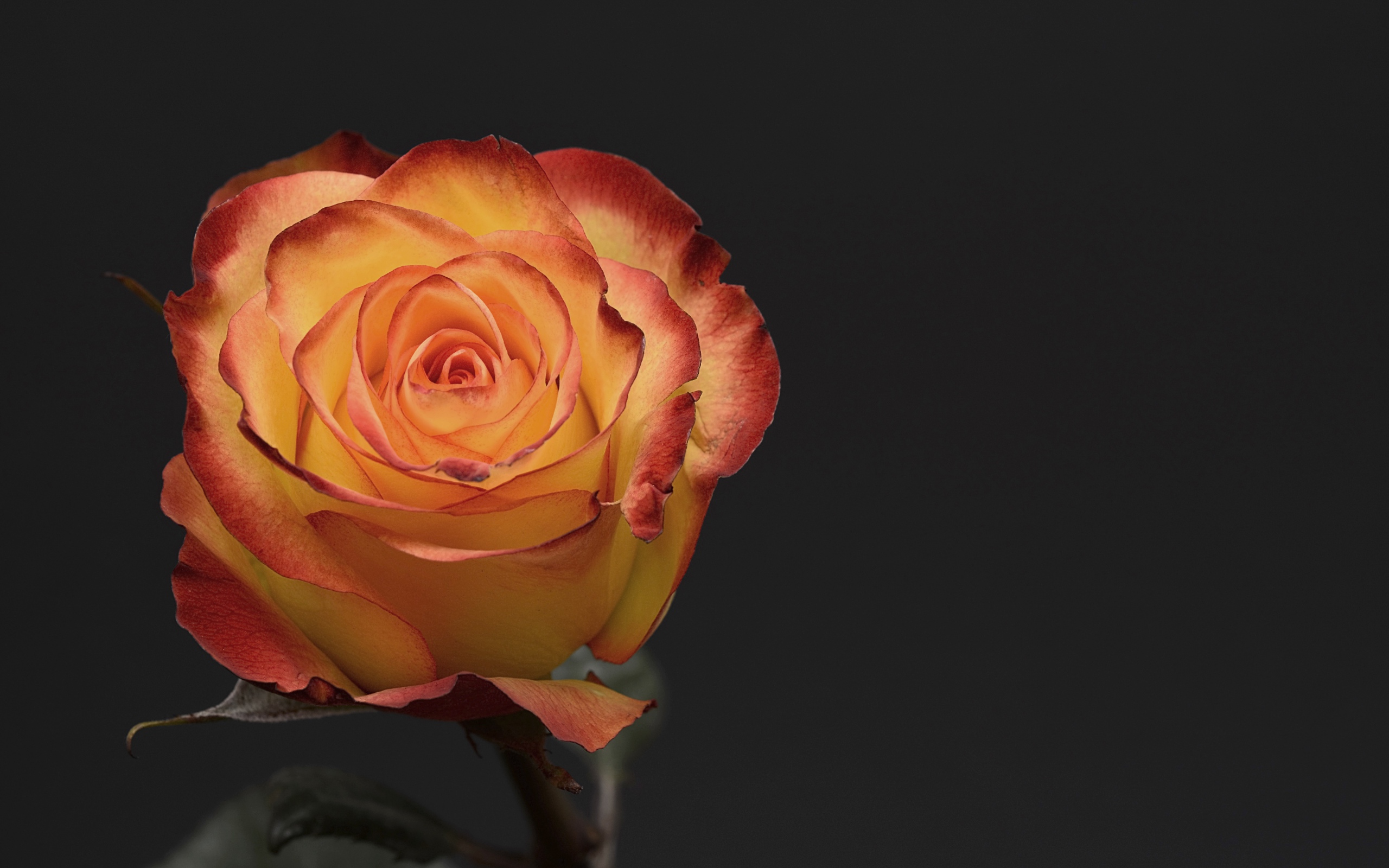 Оранжевая роза на сером фоне