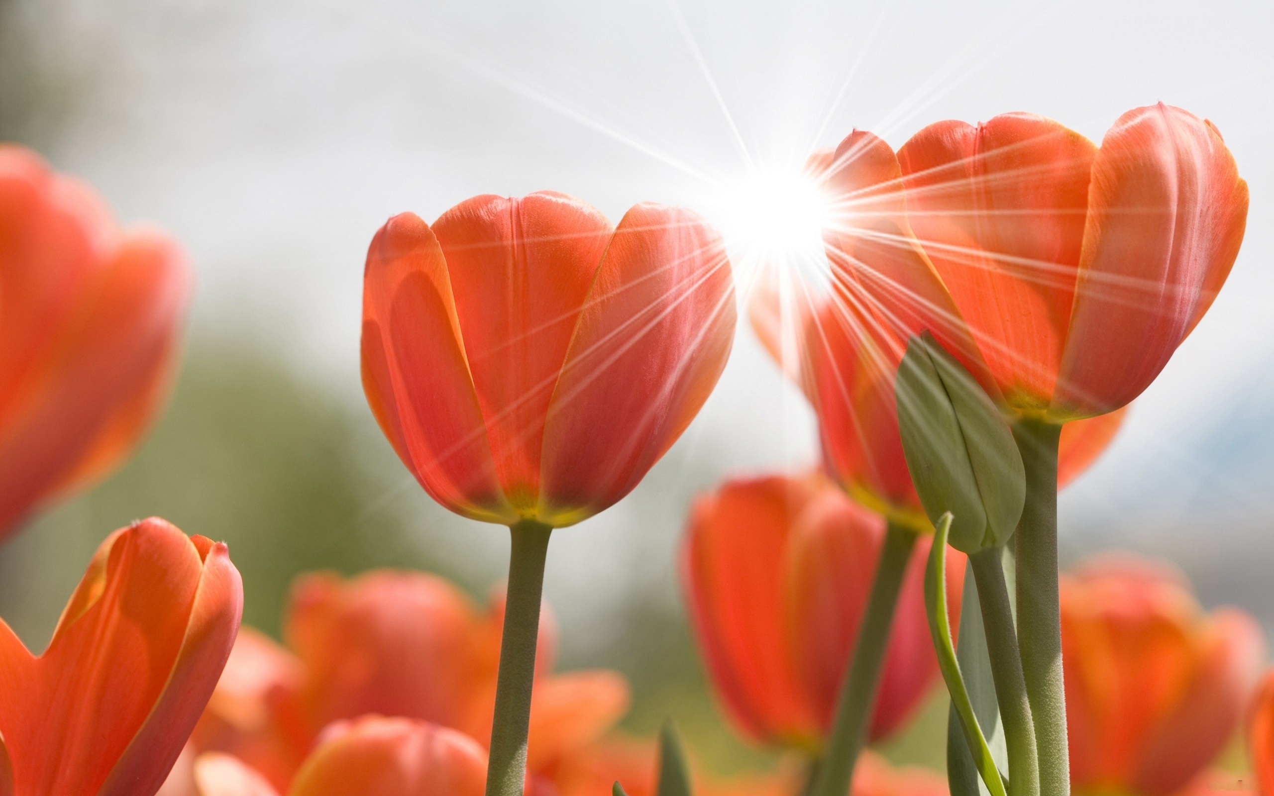 Оранжевые цветы тюльпана в лучах солнца 