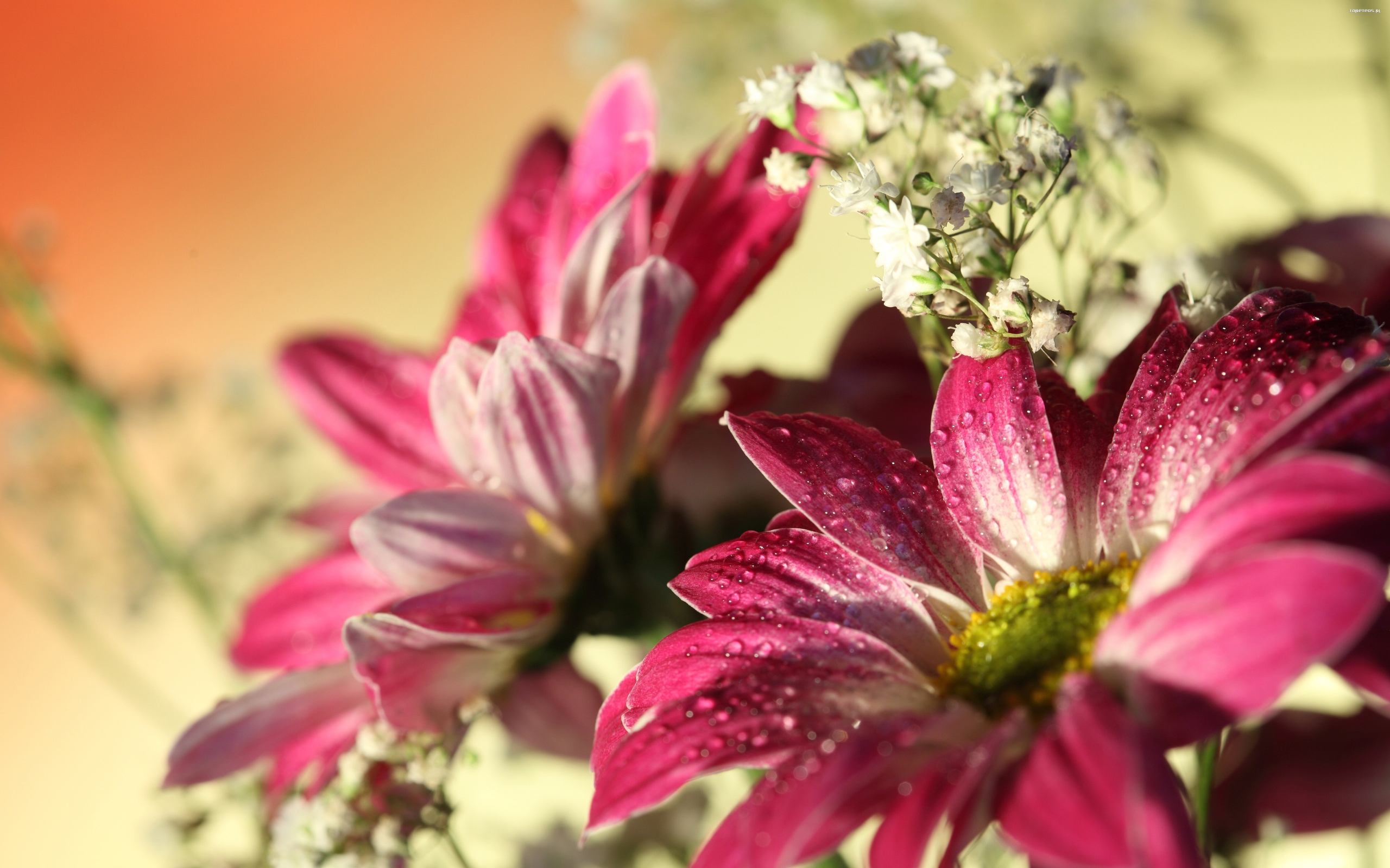 Розовые цветы хризантемы с белыми цветами