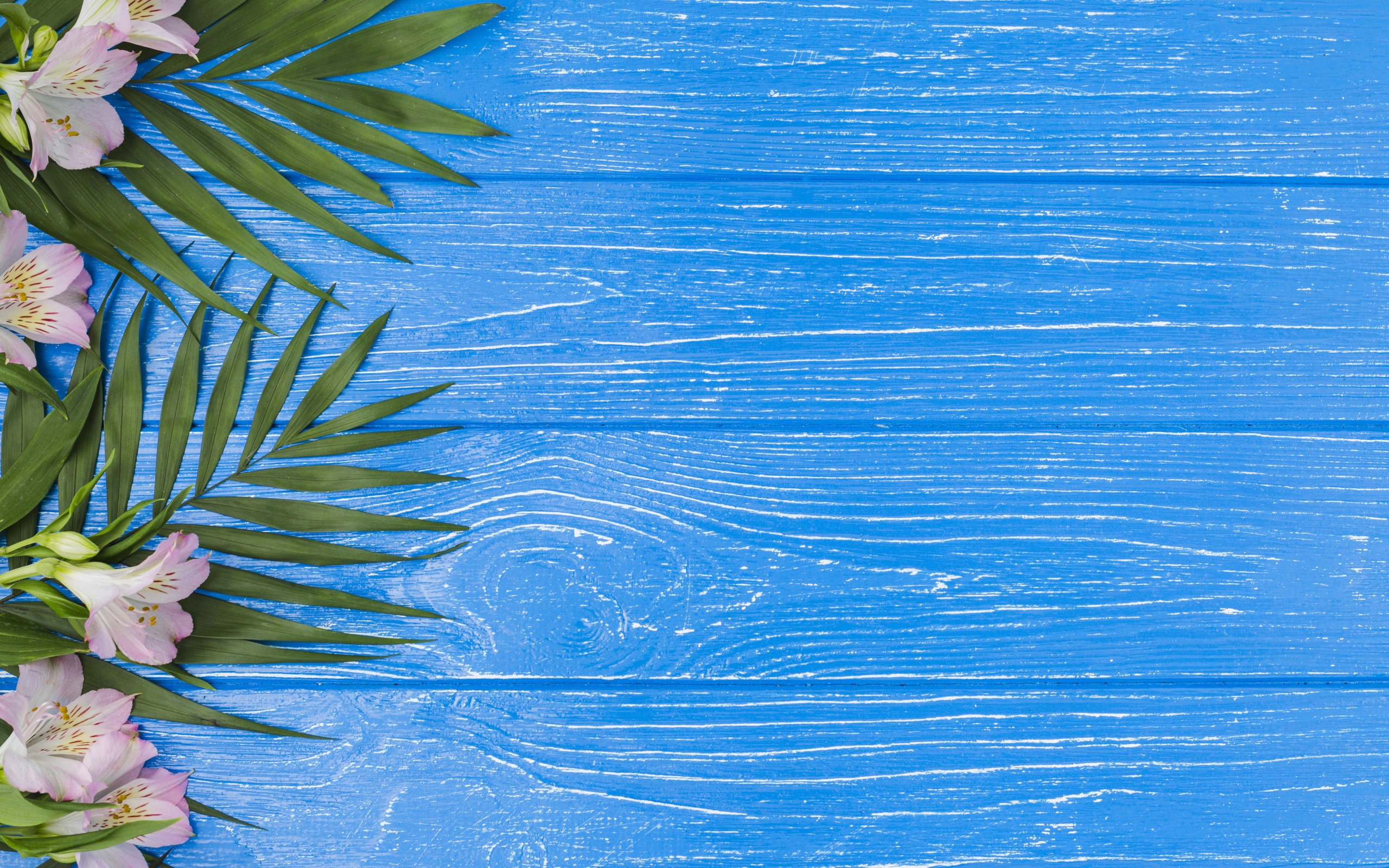 Розовые цветы альстромерии с зелеными листьями на голубом столе 