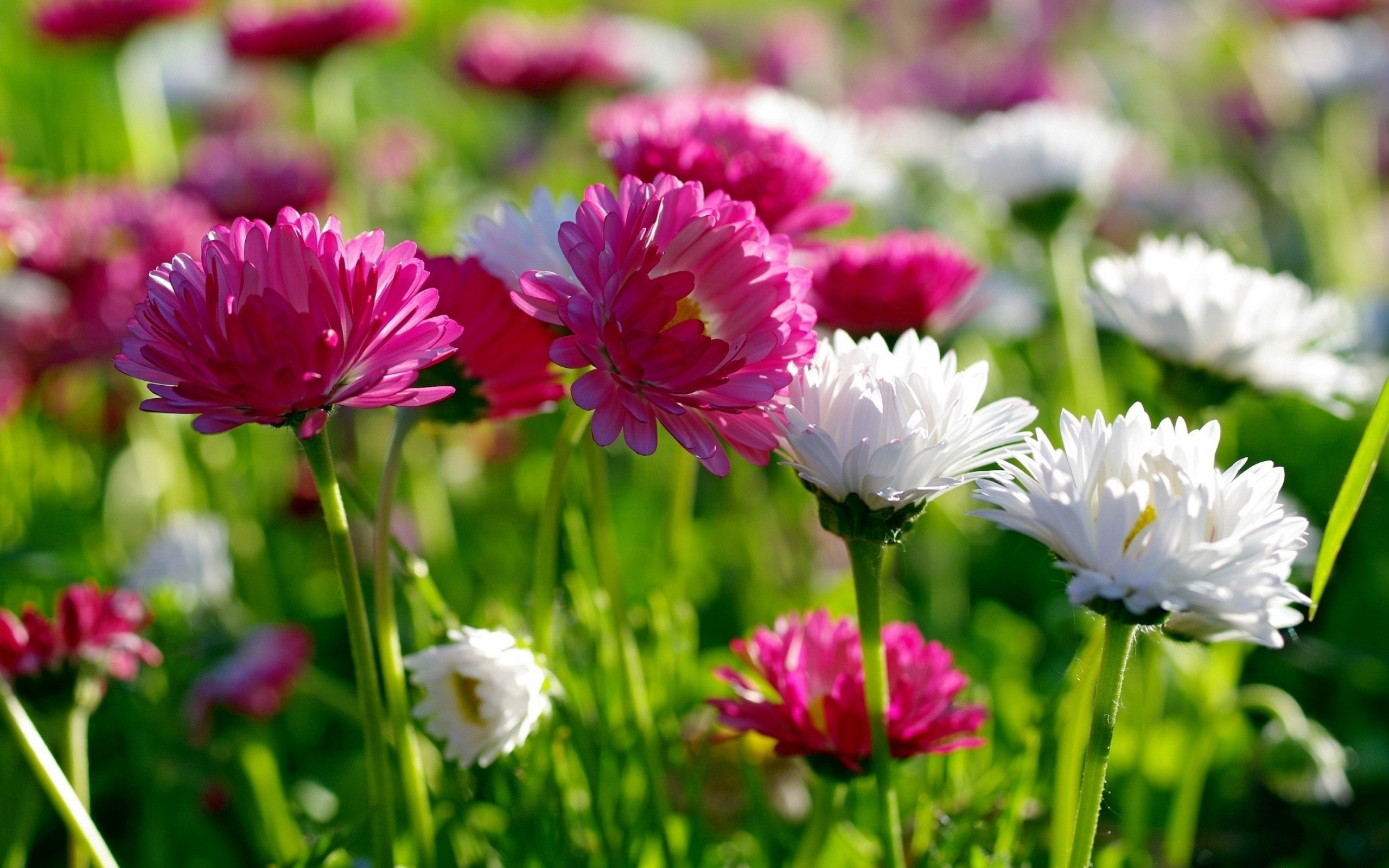 Розовые и белые маргаритки  в лучах солнца 