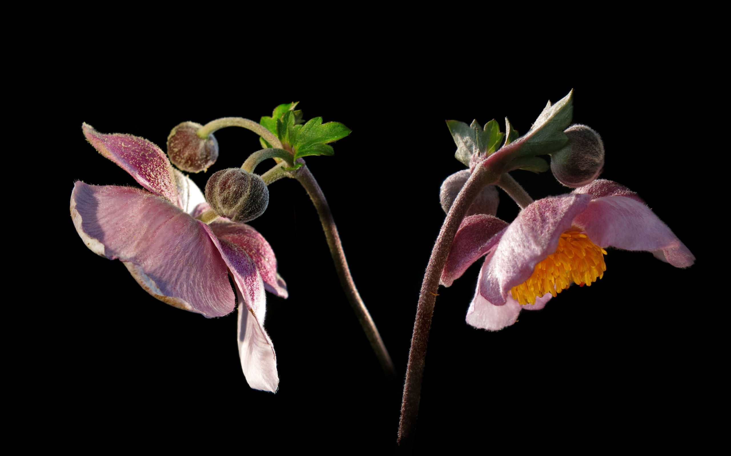 Розовые цветы анемоны с бутонами на черном фоне