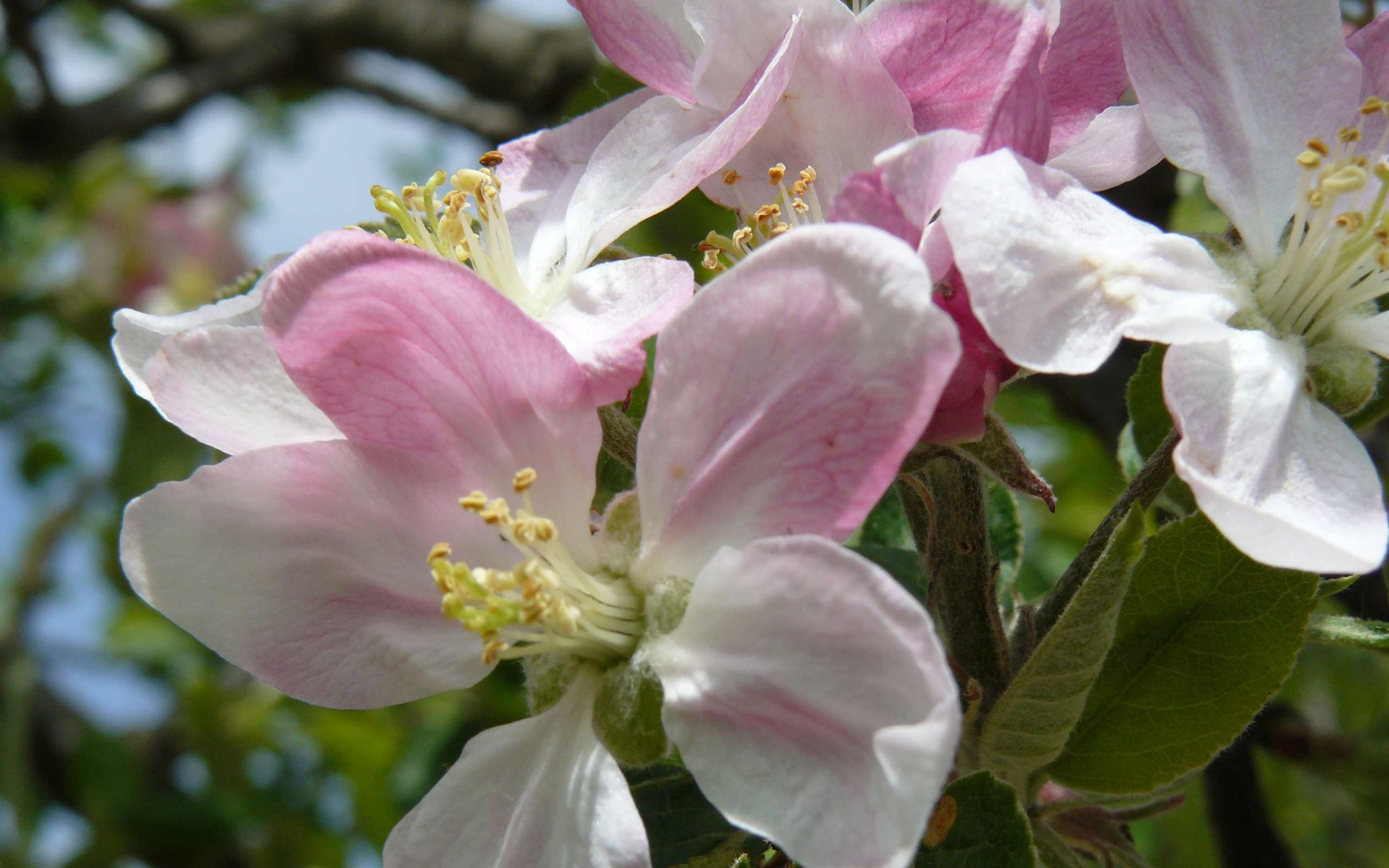 Розовые цветы яблони крупным планом