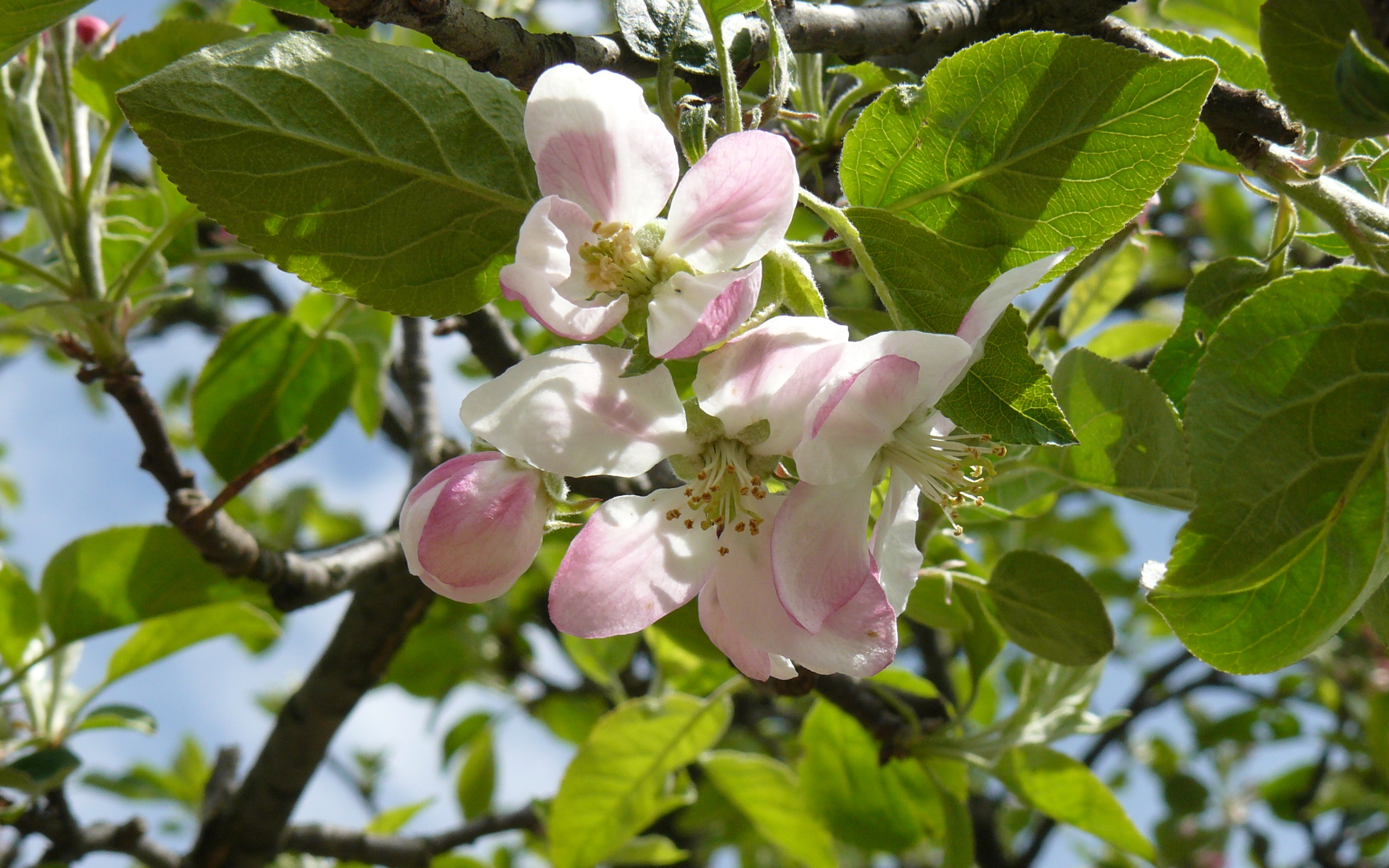 Розовые цветы яблони в зеленых листьях на дереве 