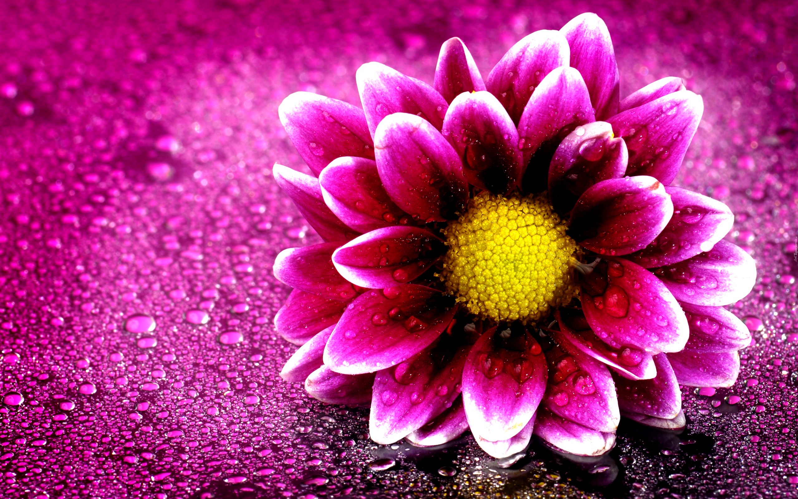 Розовый цветок хризантемы на розовом фоне