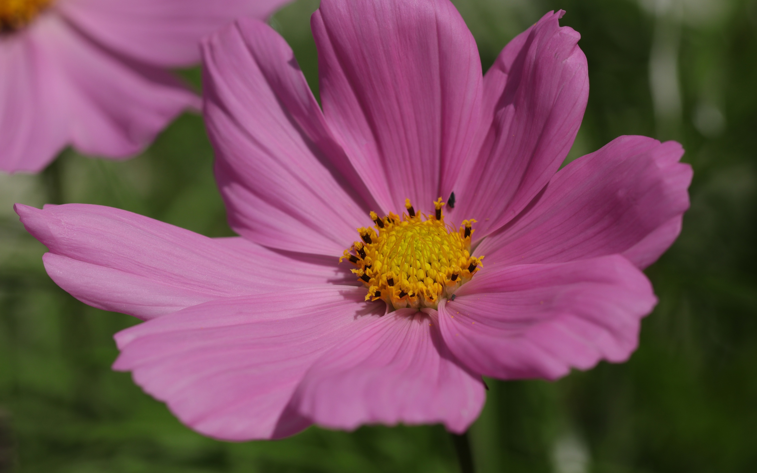 Розовый цветок космеи крупным планом