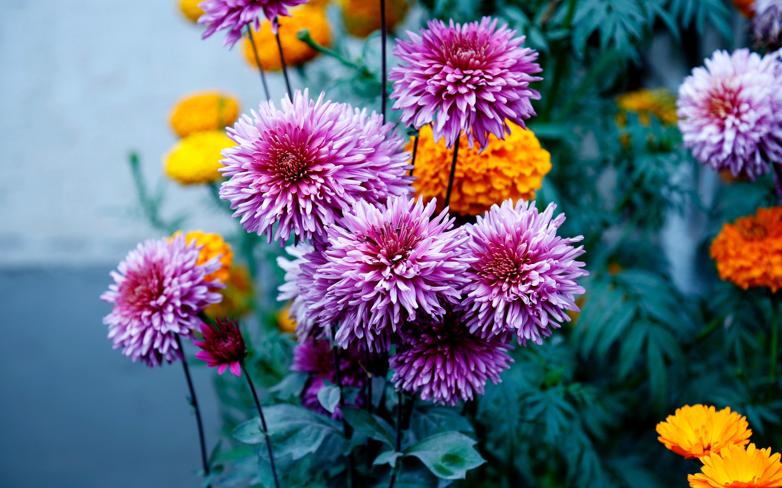 Розовые георгины с бархатцами на клумбе 