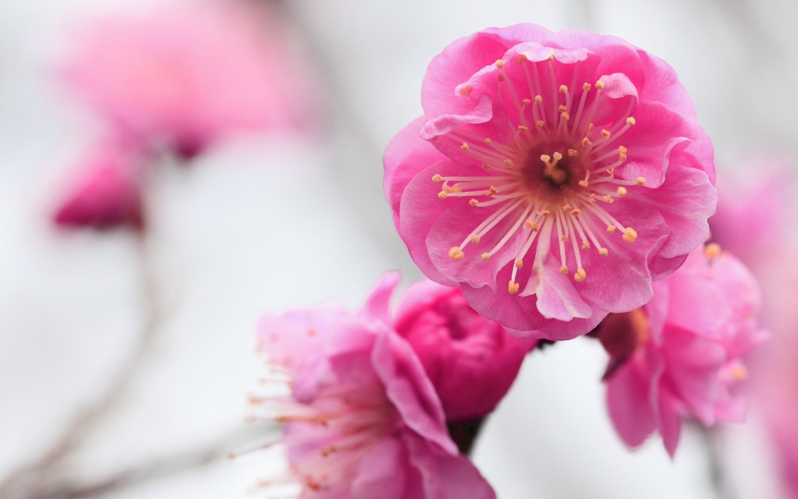 Розовый нежный цветок крупным планом