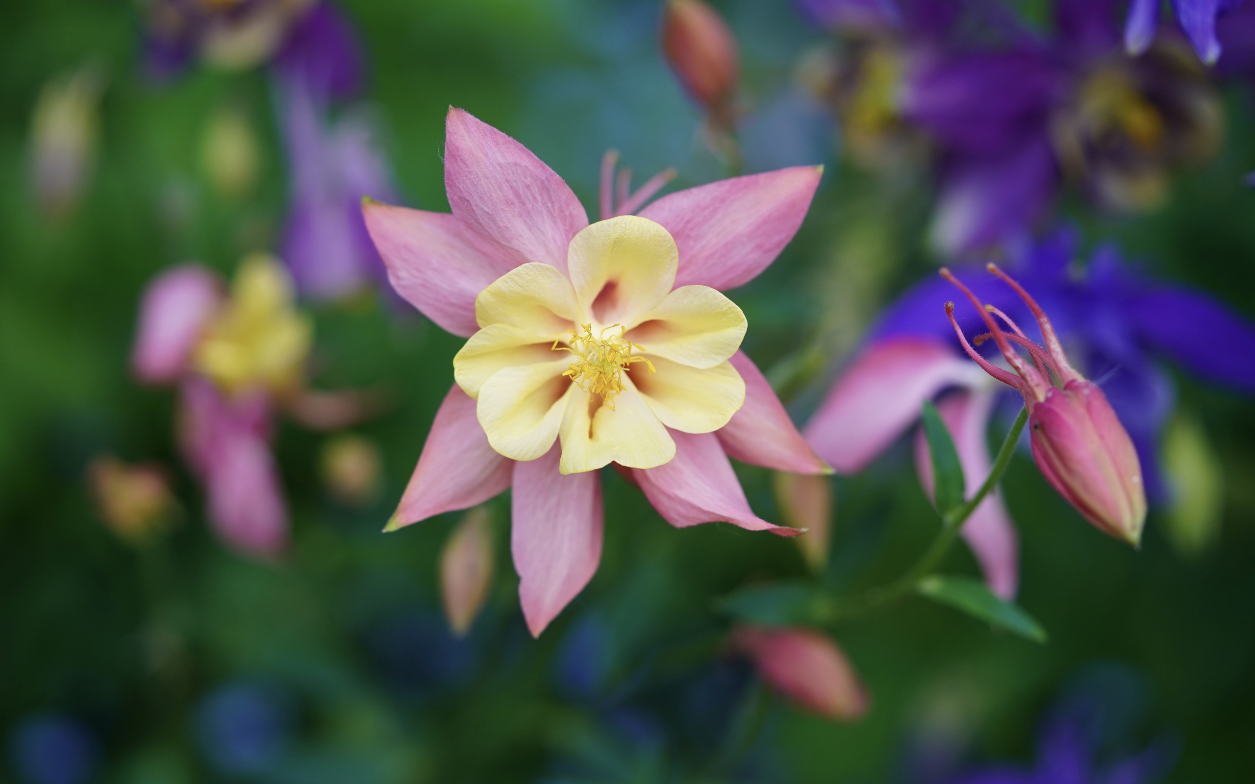 Розовые цветы водосбор крупным планом