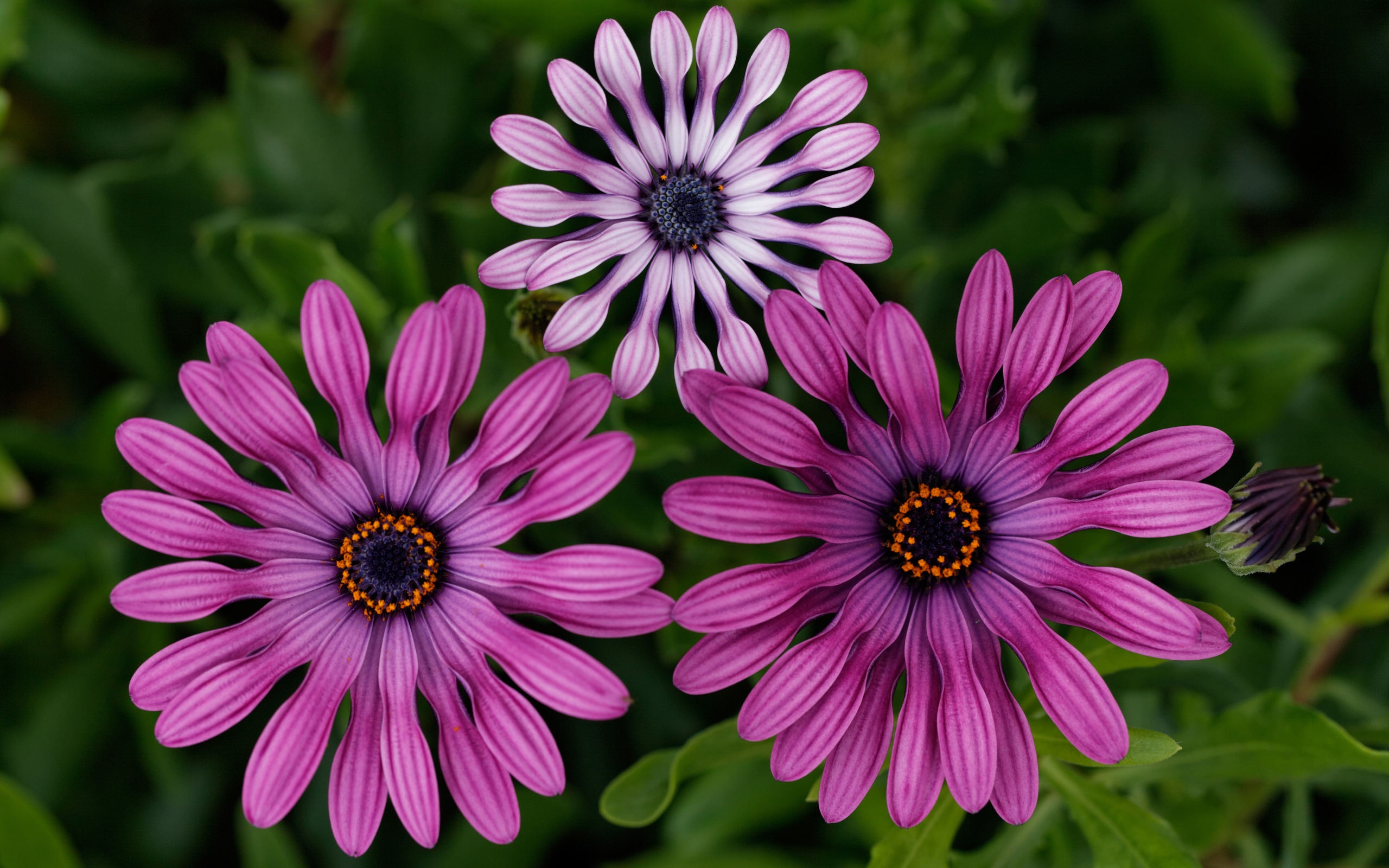 Розовые цветы остеоспермум крупным планом 