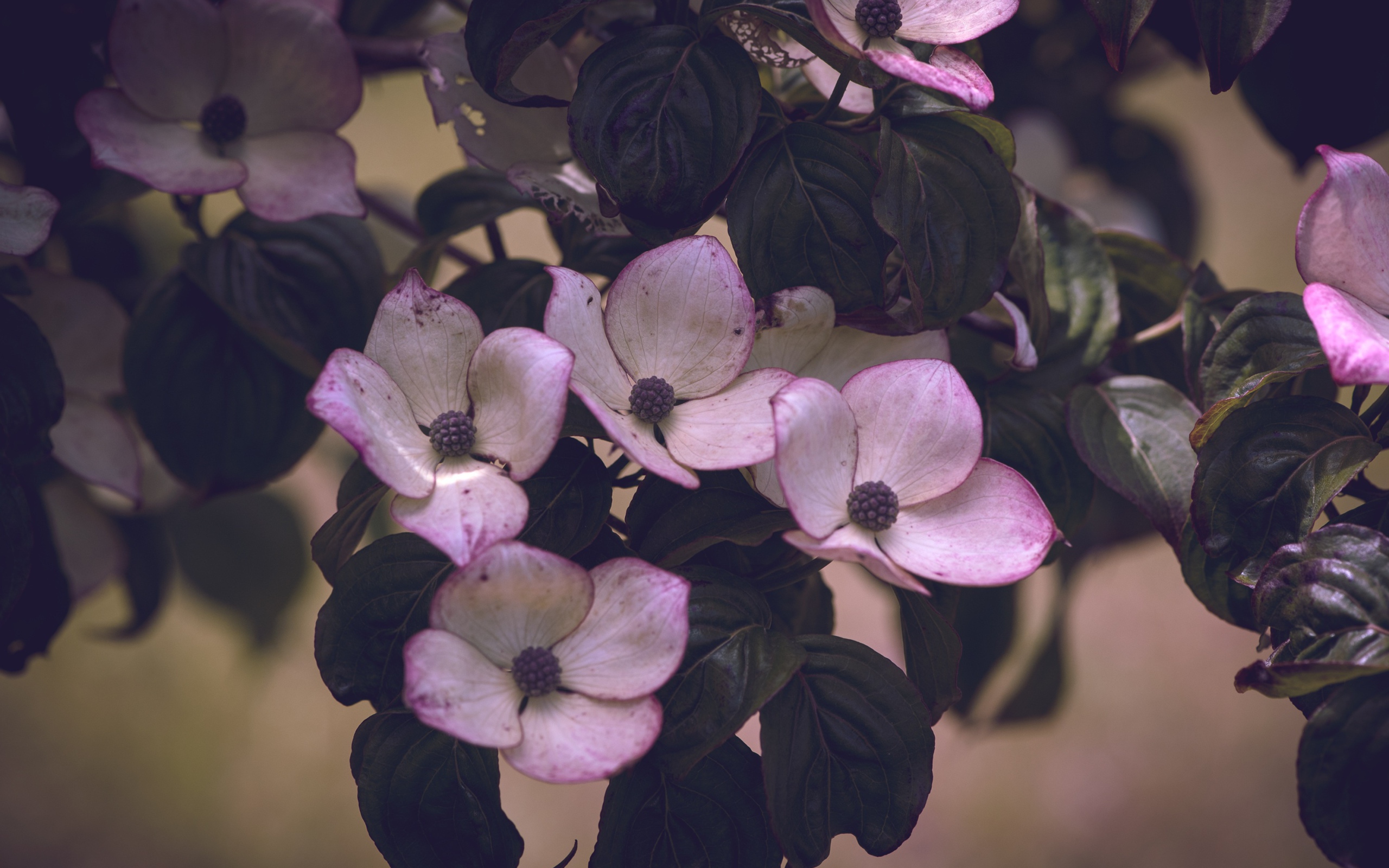 Розовые цветы с зелеными листьями на дереве 