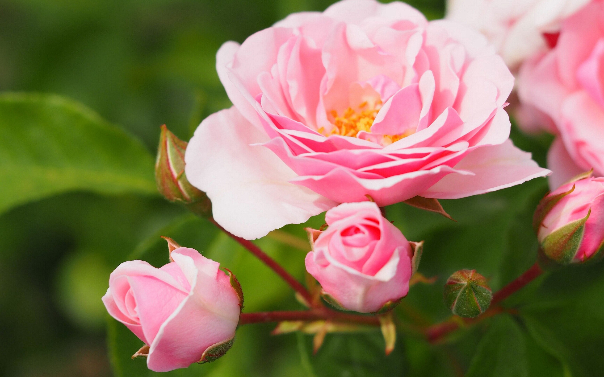 Розовая садовая роза с бутонами на клумбе
