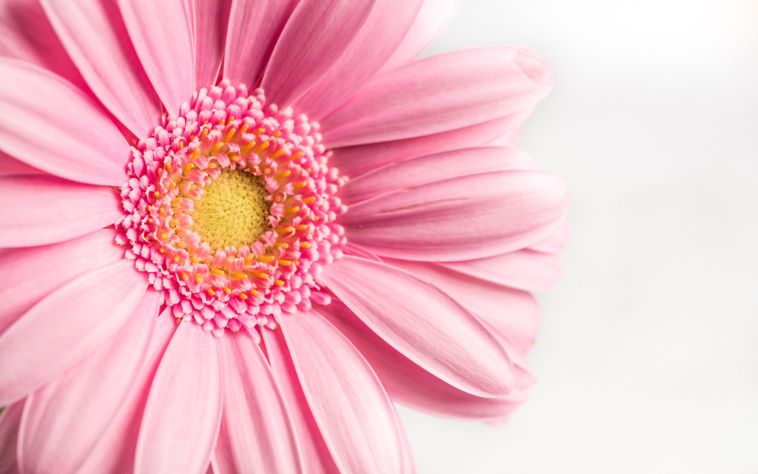 Розовый цветок герберы на белом фоне крупным планом